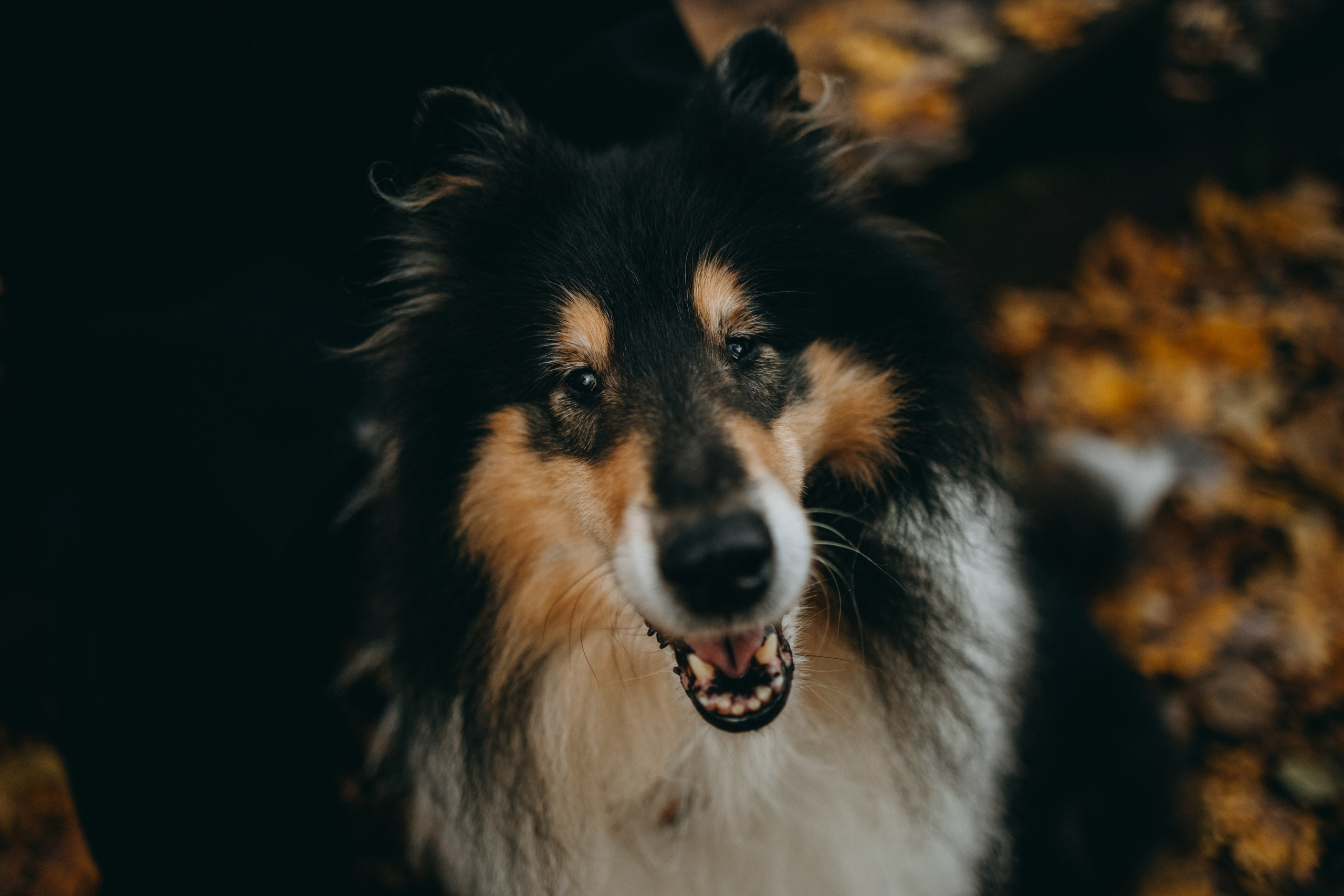 Ия и Барт. Фотограф — Анималист | Санкт-Петербург