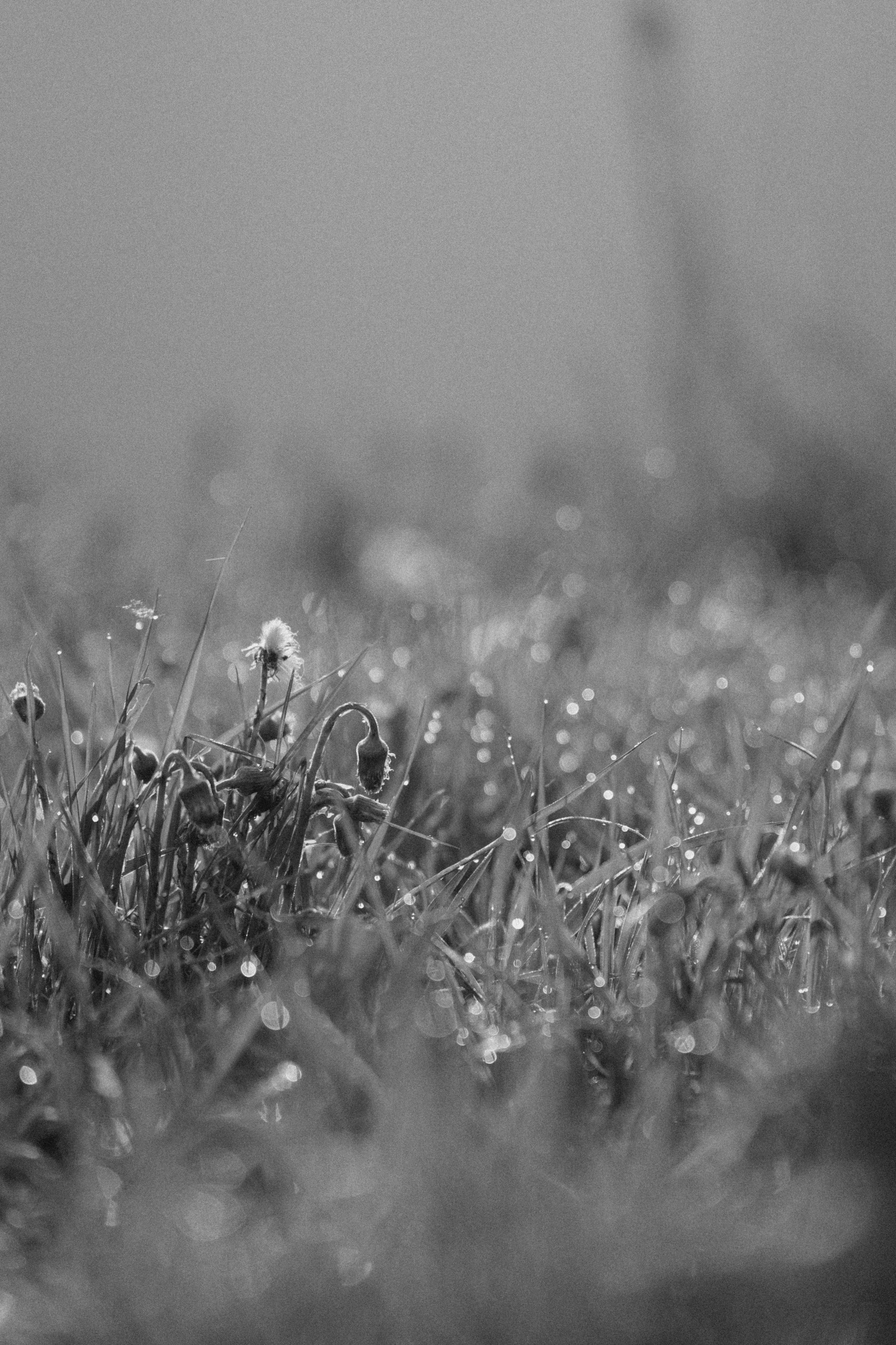 Настя и Рахат. Фотограф анималист в Москве и Санкт-Петербурге Свиридова Анна