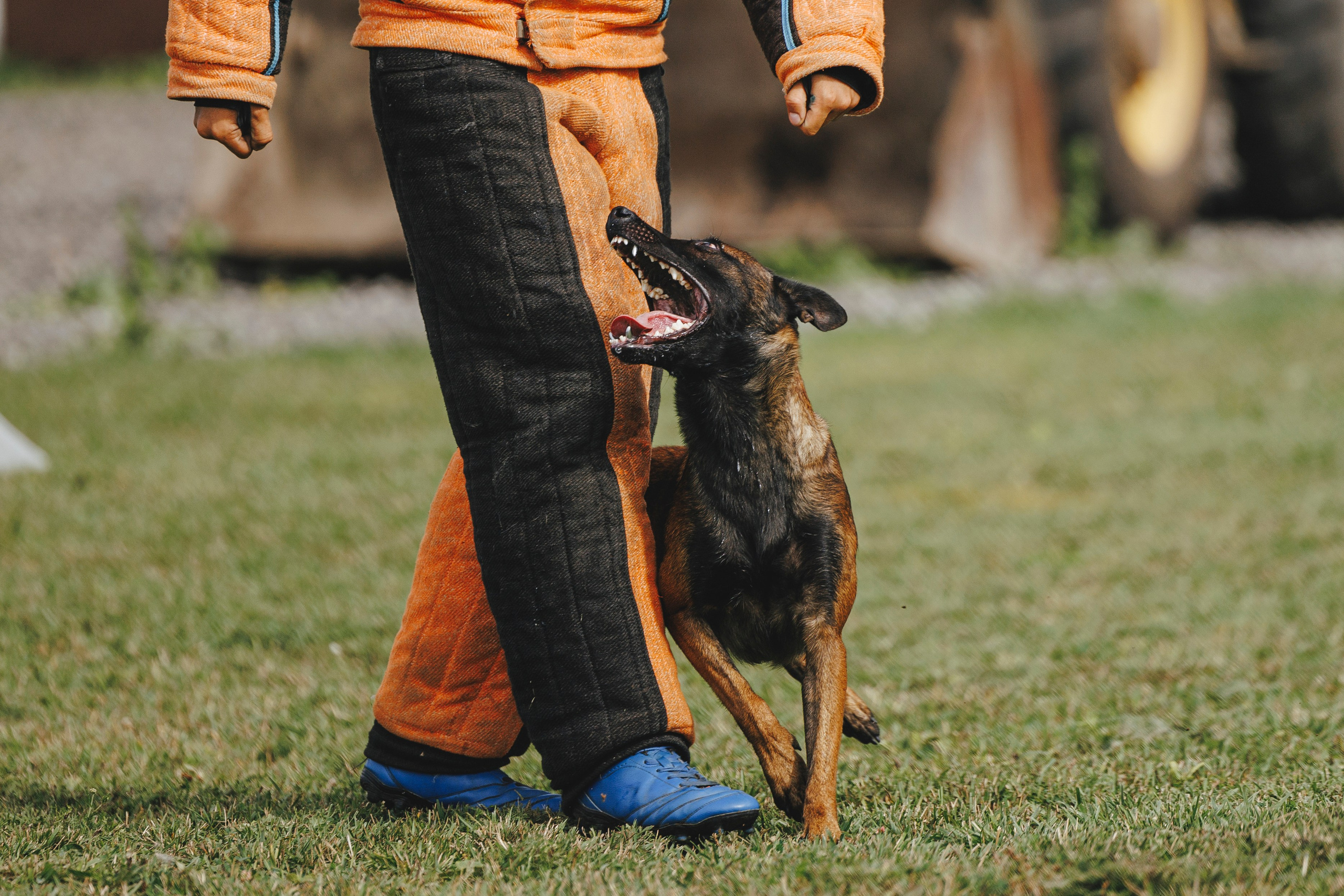 08.08.25-10.08.25 ЧР по мондьорингу г. Вологда. Фотограф-анималист Анна Маринич