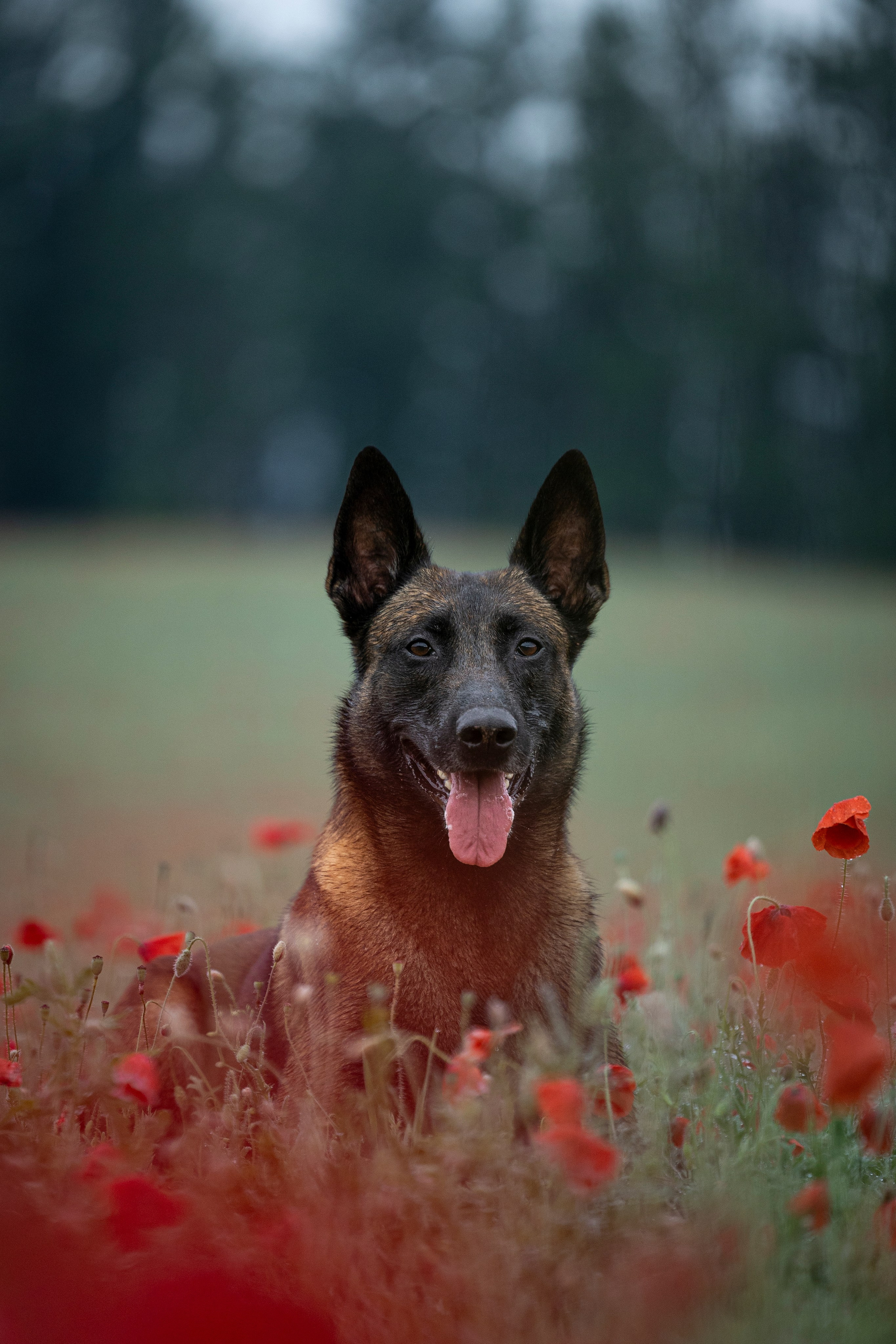 Маковое поле. Фотограф-анималист Анна Маринич