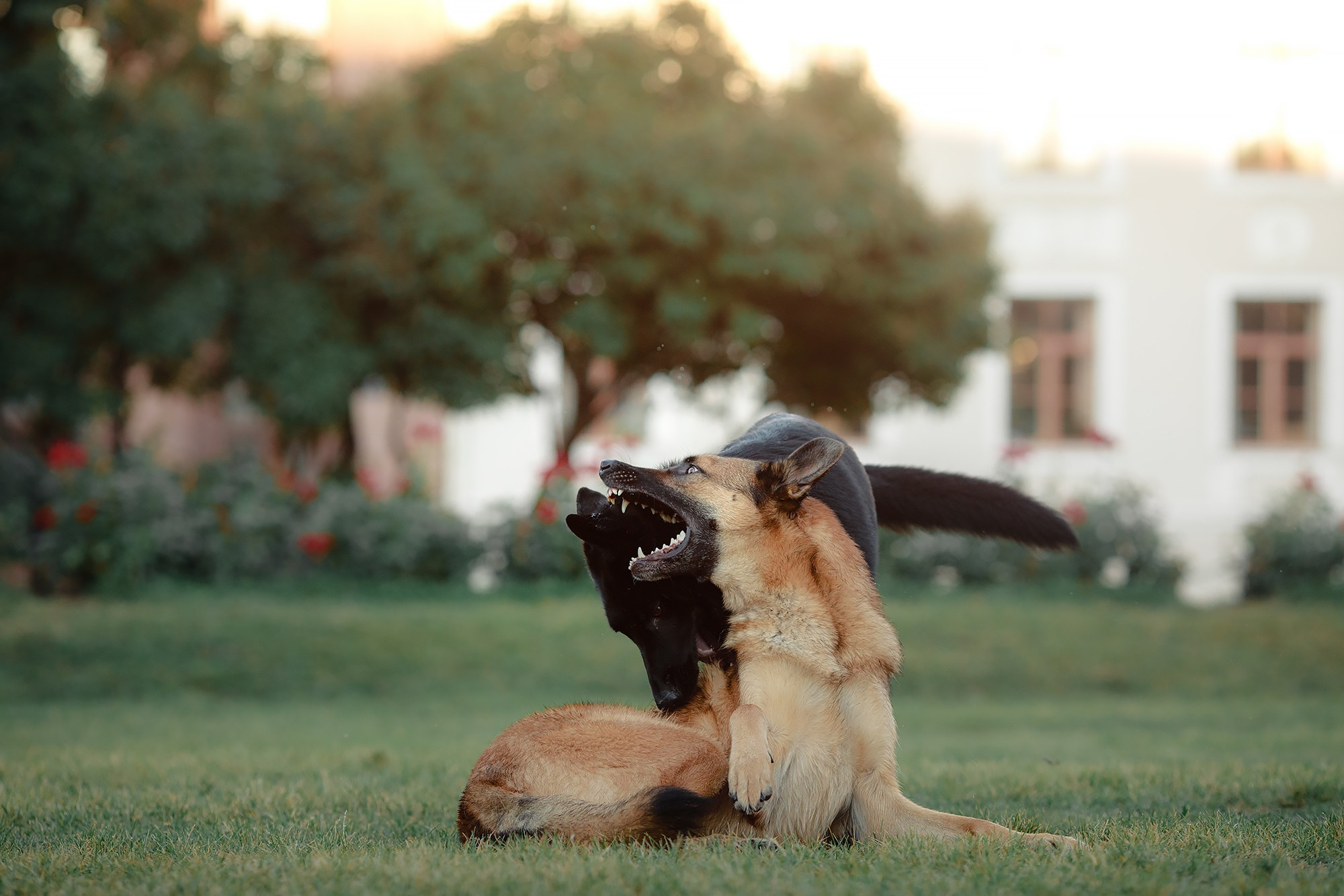 Алена, Кай и Мара. Фотограф-анималист Mary Mart — Москва, Питер