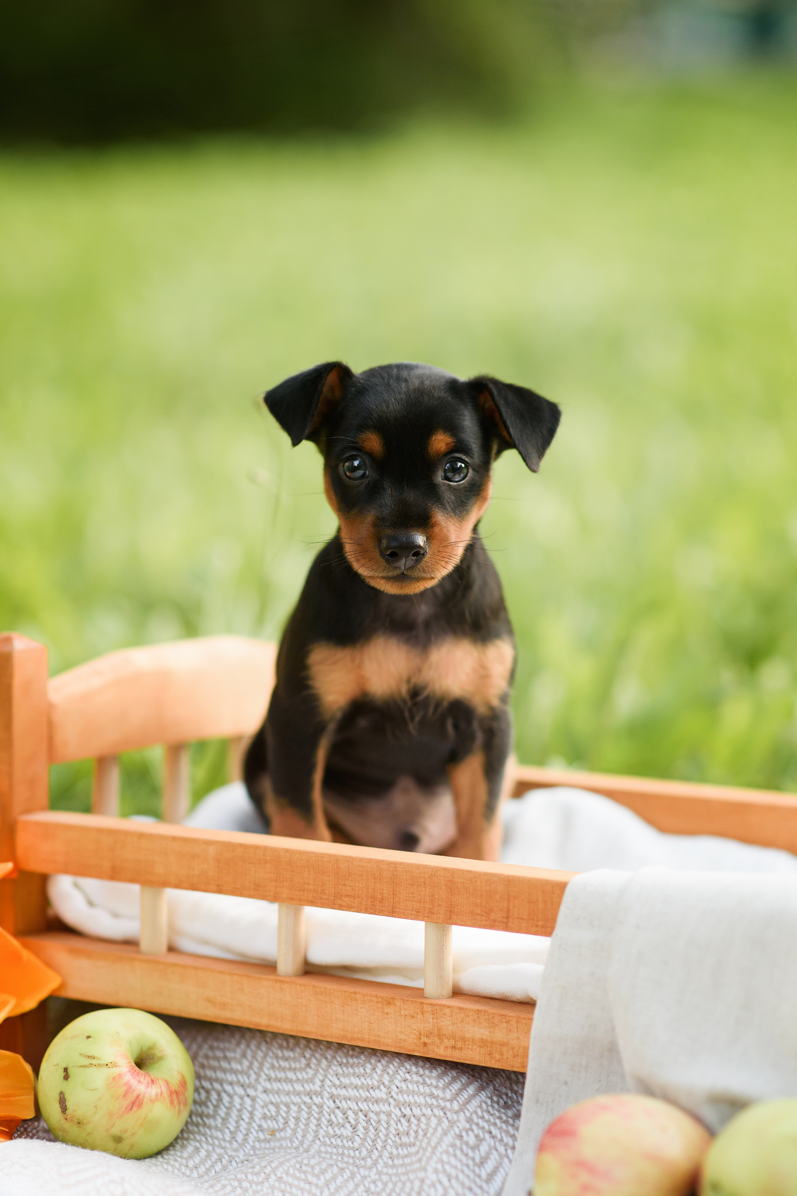 Щенки Пражских крысариков — 03.08.2024. Фотограф — Анималист | Анна Абрамова