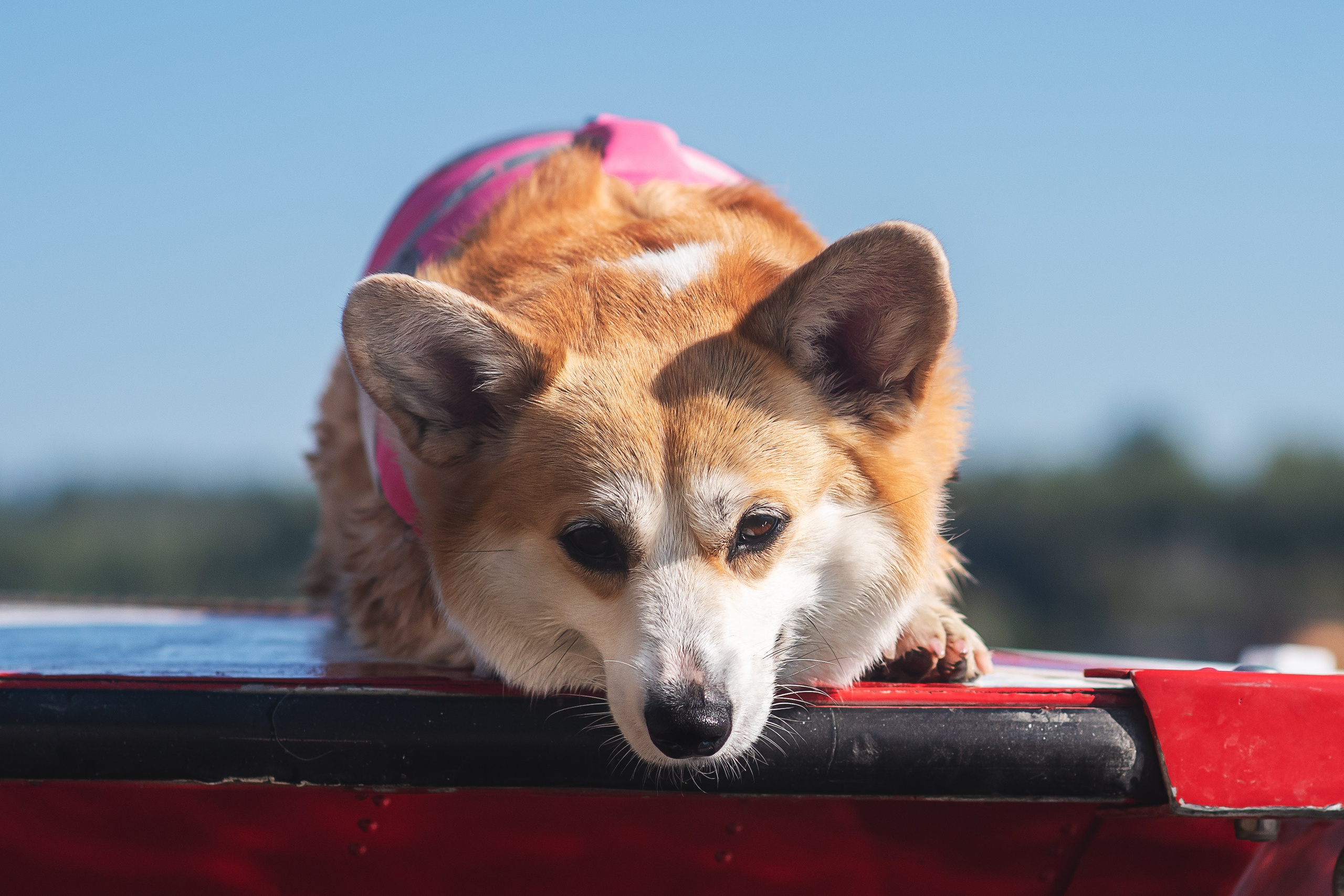 Майк и Лея — 29.08.2024. Фотограф — Анималист | Анна Абрамова