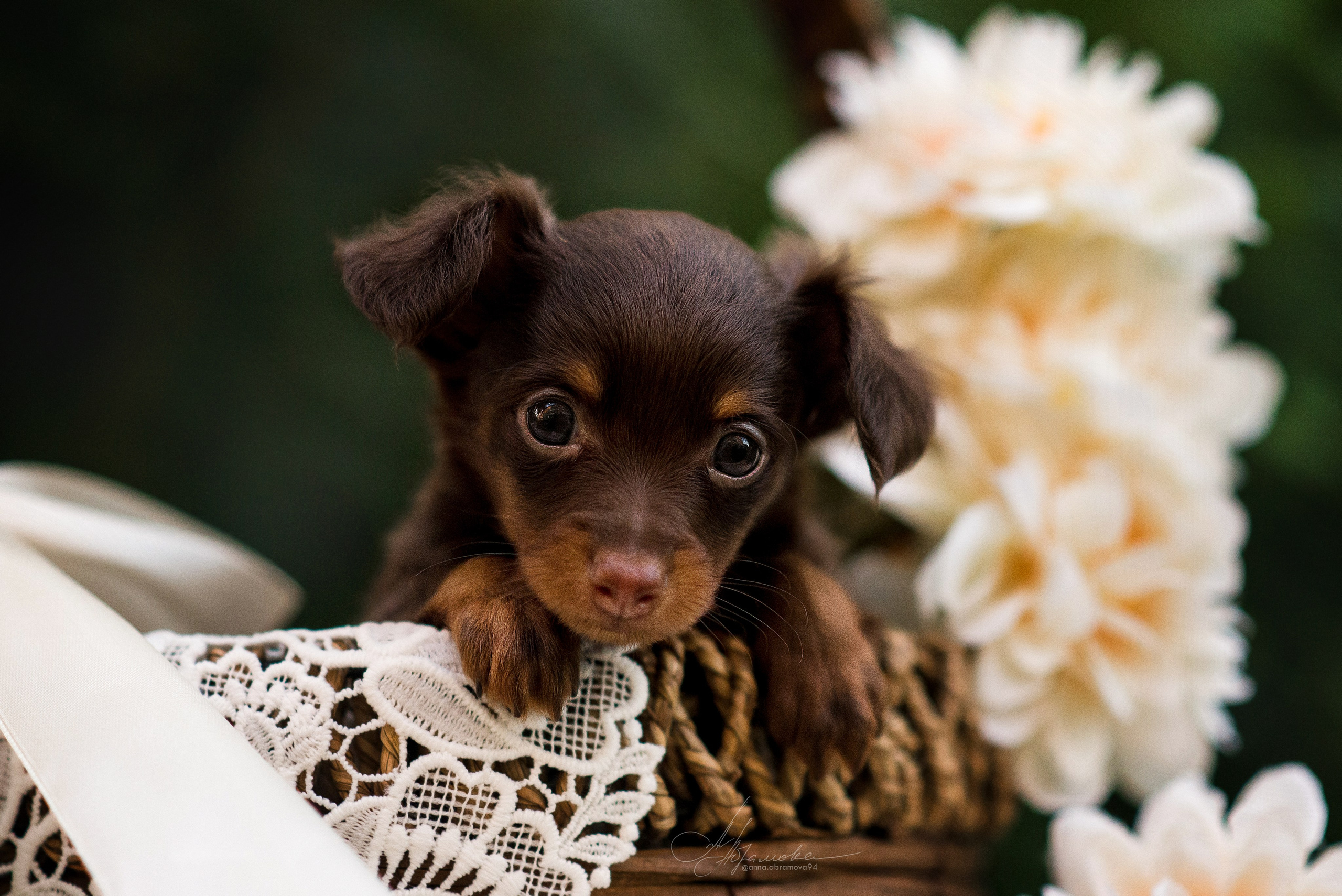 Щенки пражских крысариков — 06.08.2023. Фотограф — Анималист | Анна Абрамова