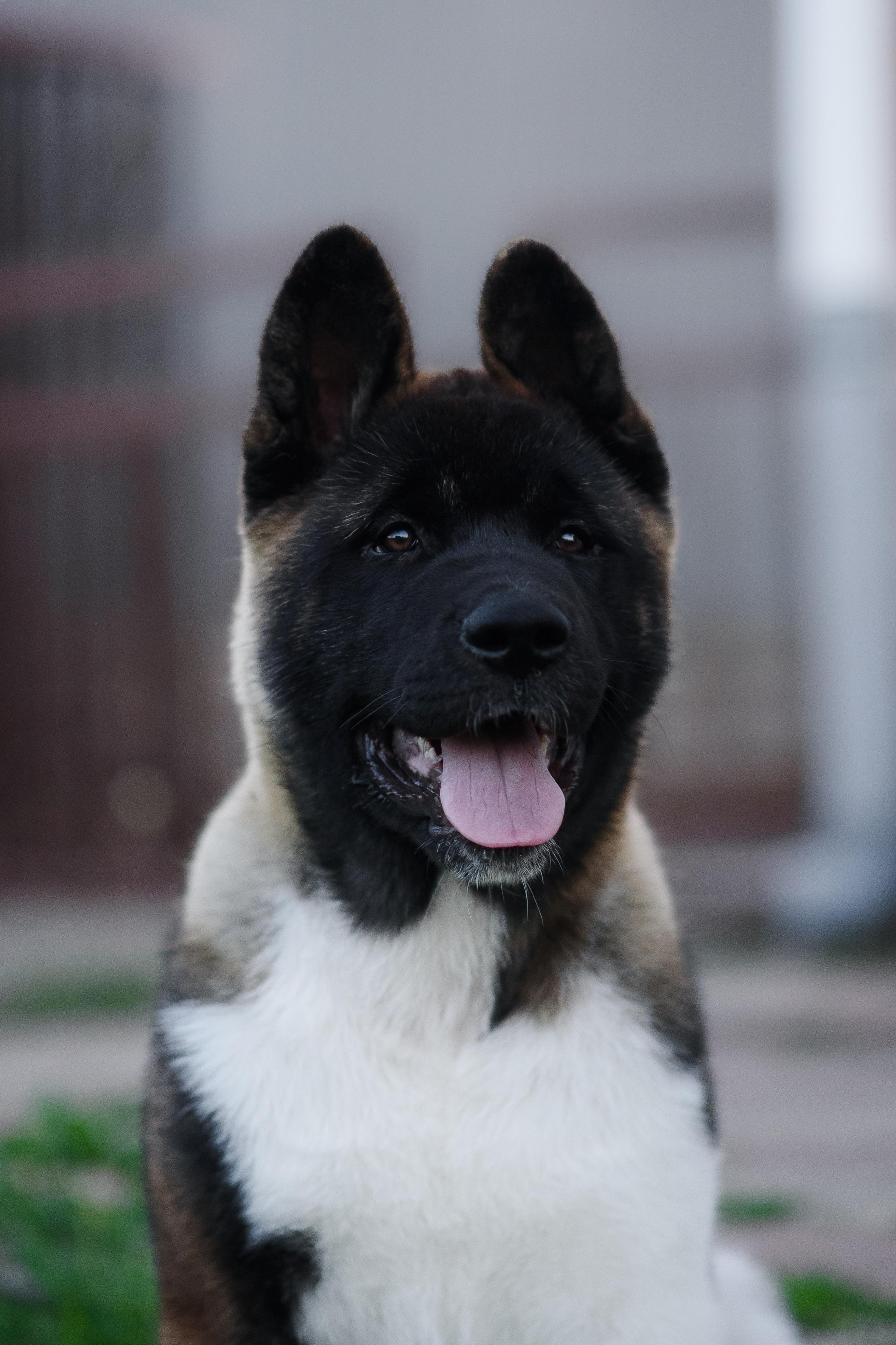 Байкер — 30.05.2024. Фотограф — Анималист | Анна Абрамова