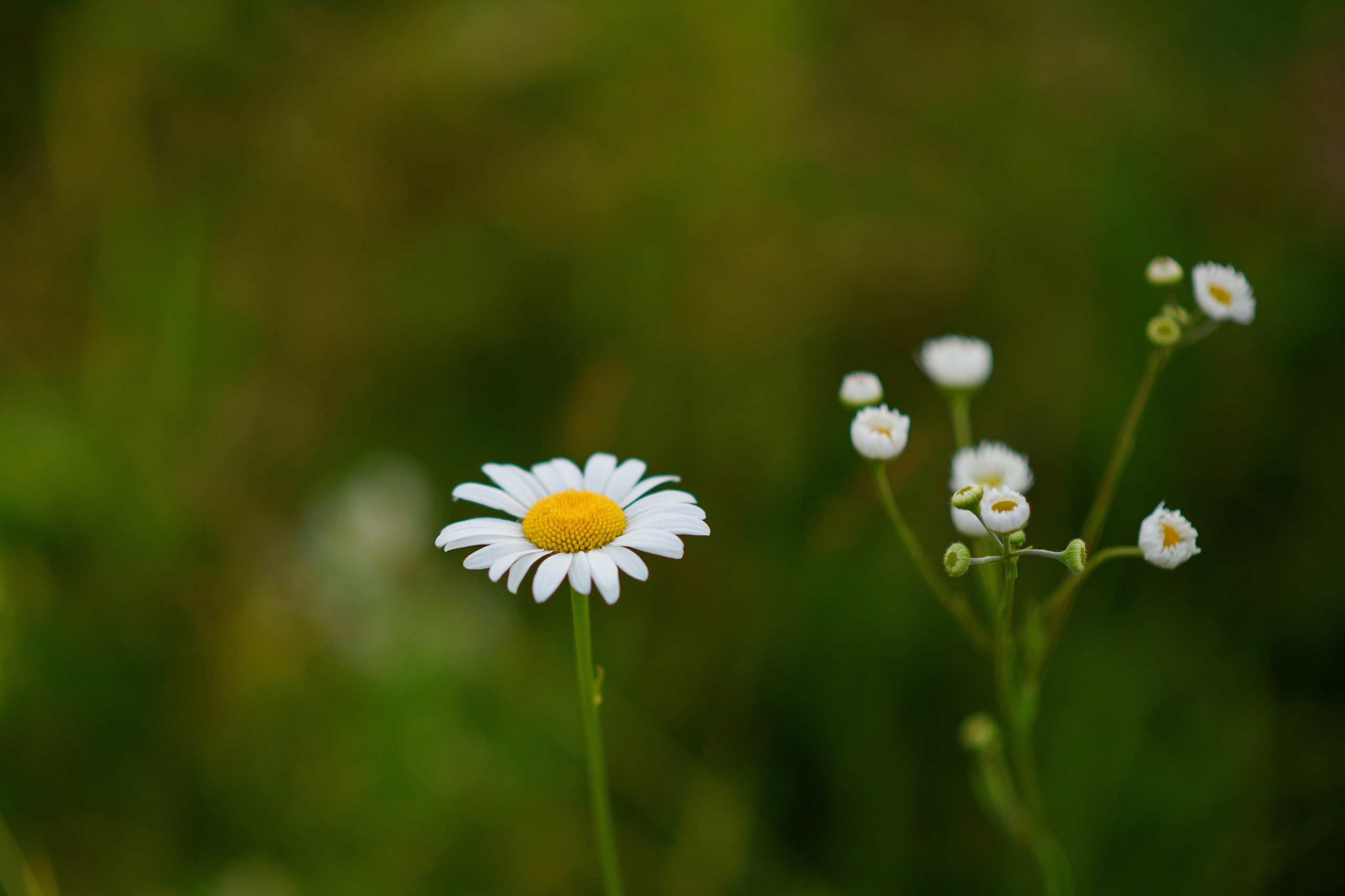 Дакар и Рамина — 29.06.2024. Фотограф — Анималист | Анна Абрамова