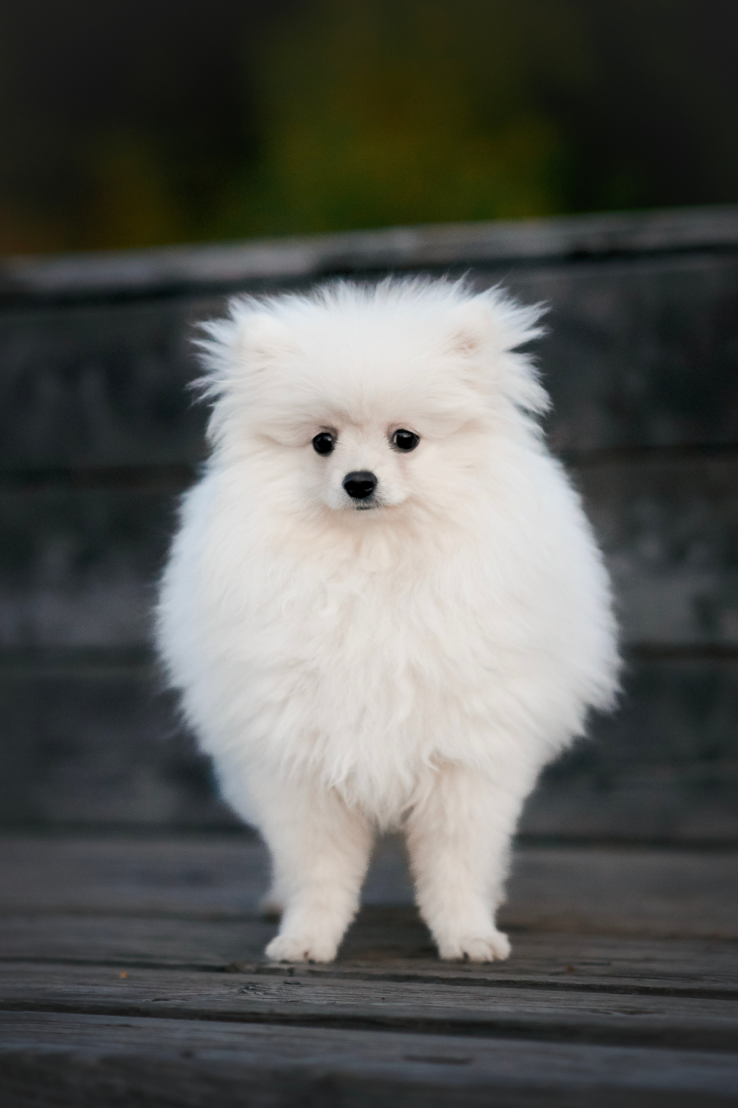 Малый немецкий шпиц — 18.09.2025. Фотограф — Анималист | Анна Абрамова