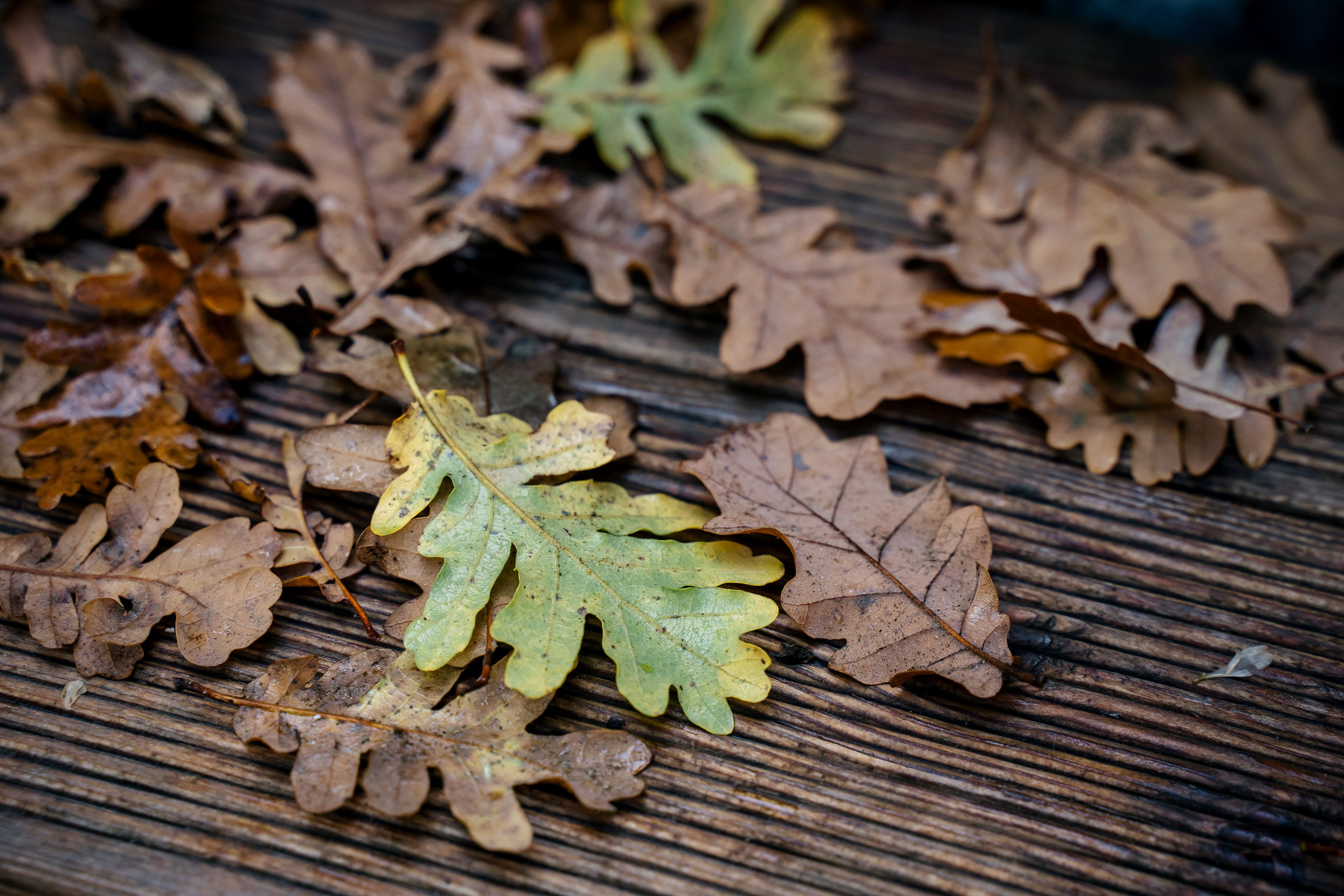 Адель. Выпускные альбомы, школьные фотосессии в городе Новороссийске