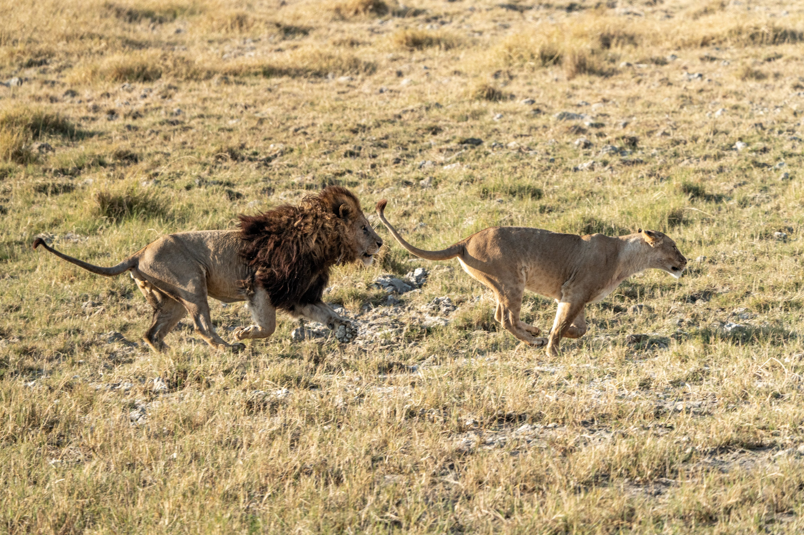 Танзания, сафари, 2025. Творческие сьемки