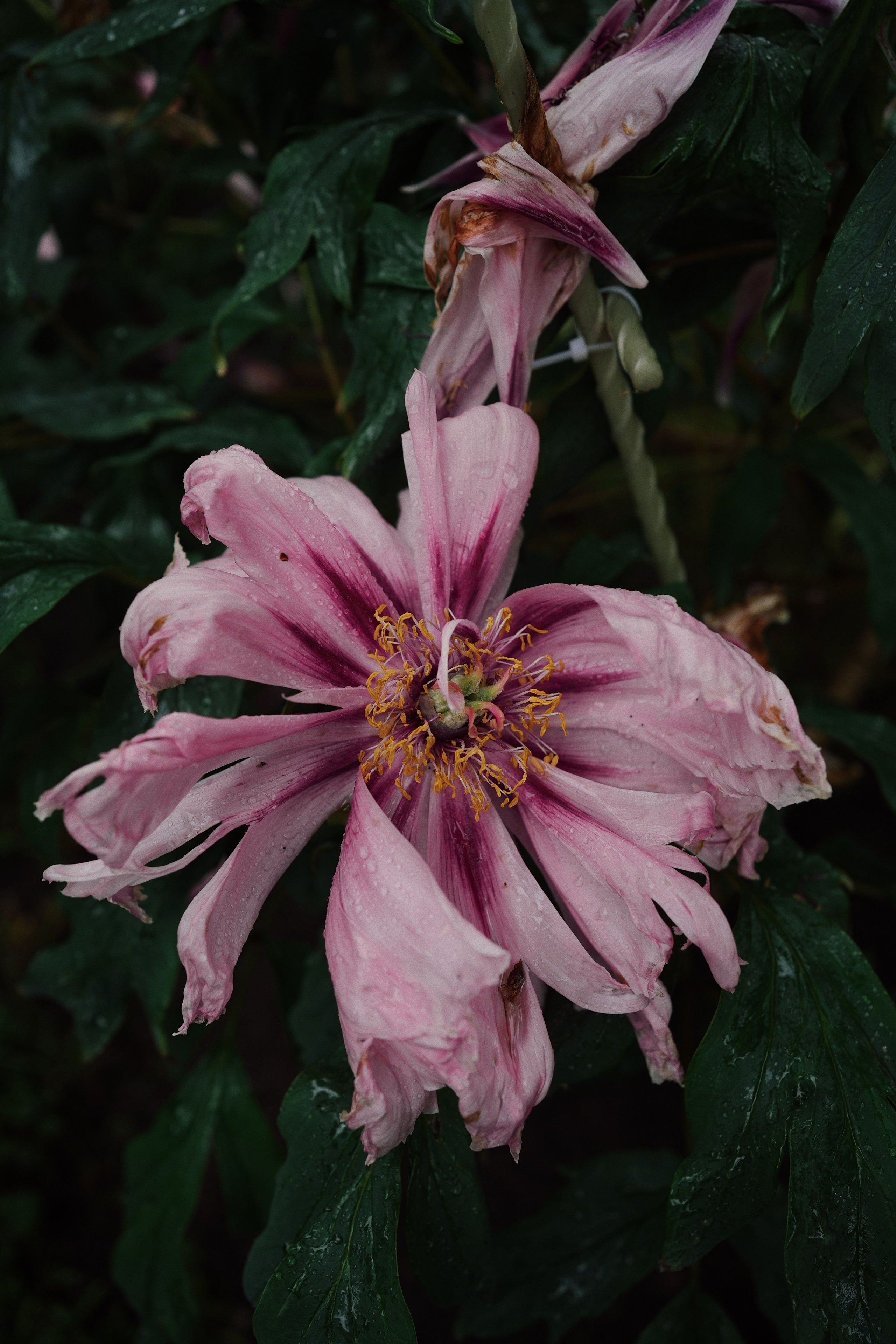 Botanical garden cards. Ксения Копна. Фотограф из Санкт-Петербурга