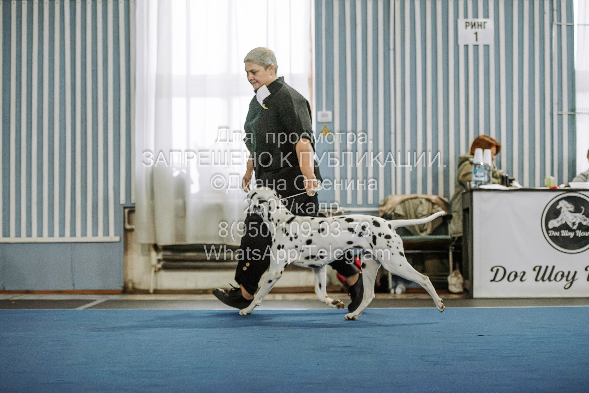 Выставка собак Красноярск 29.10.2023. Фотограф Диана Оленина Красноярск / Братск