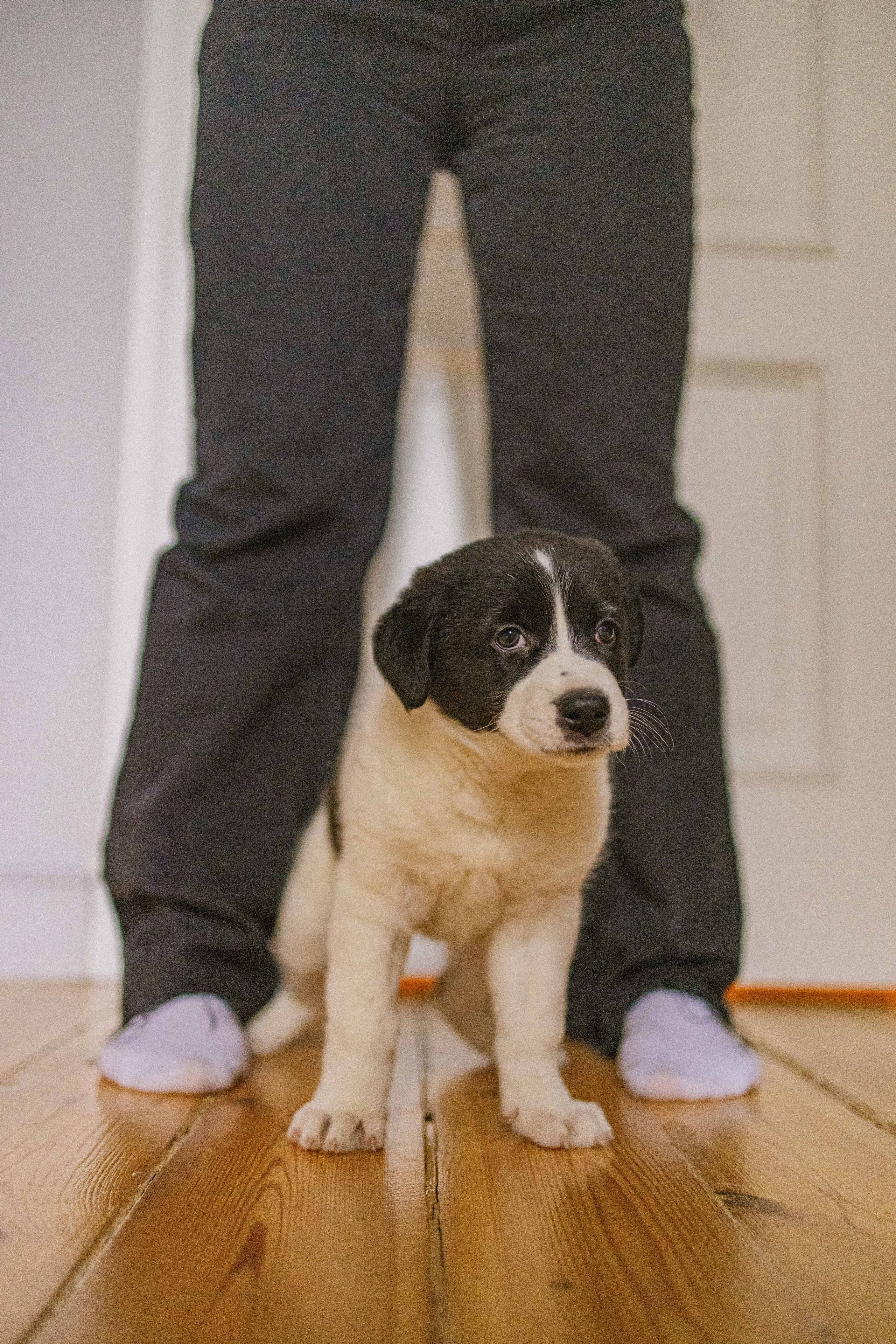 Щеночки. Фотограф-анималист в Москве Лера Черноног