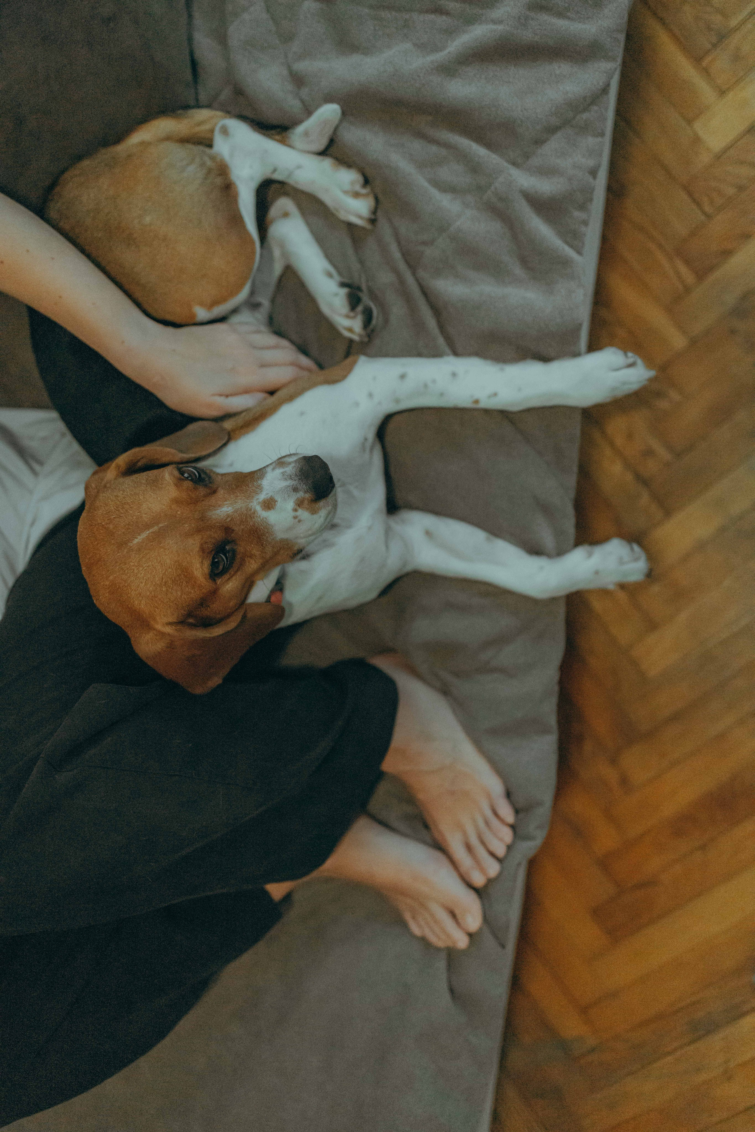 Света и Ива. Фотограф-анималист в Москве Лера Черноног