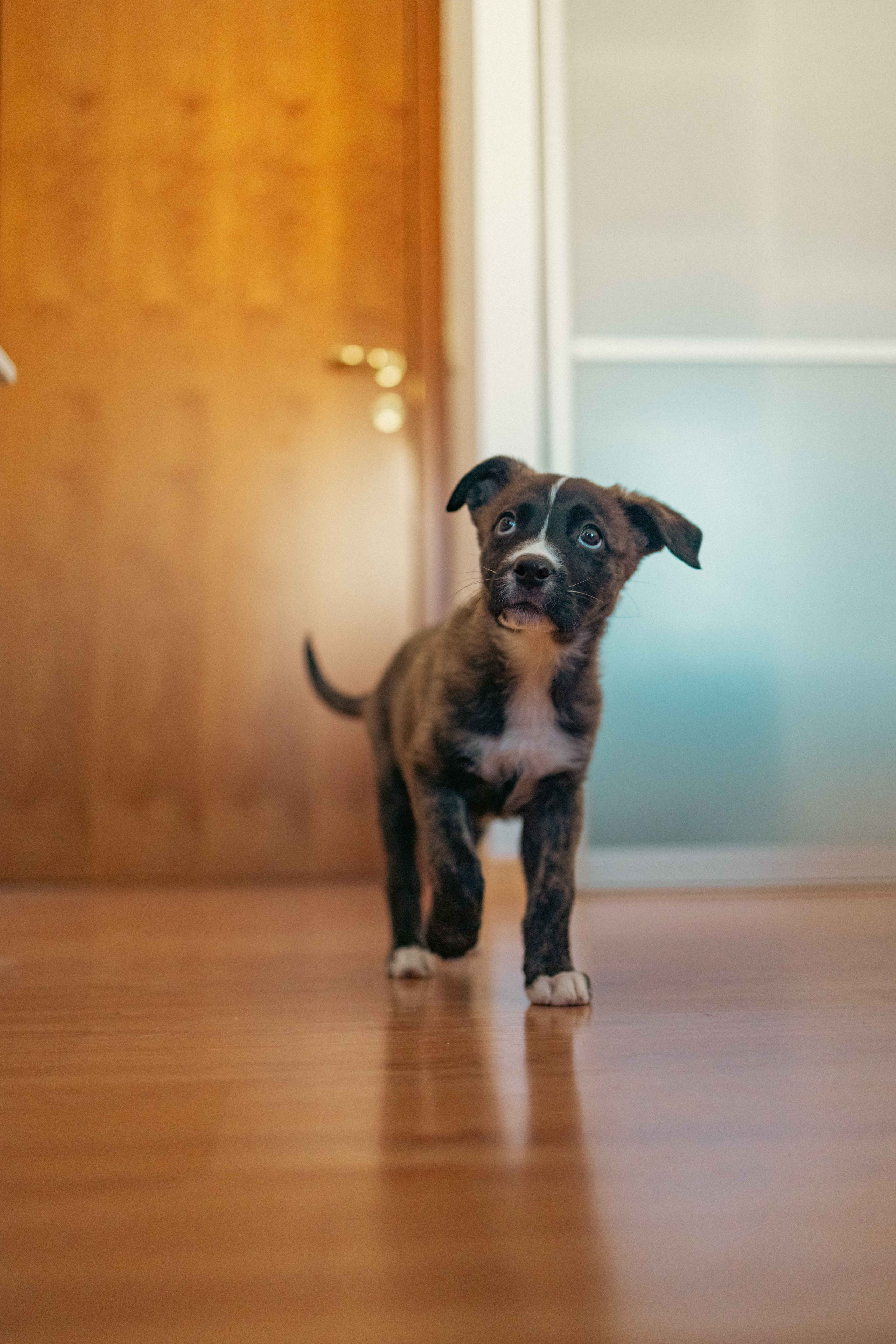 Гайка. Фотограф-анималист в Москве Лера Черноног