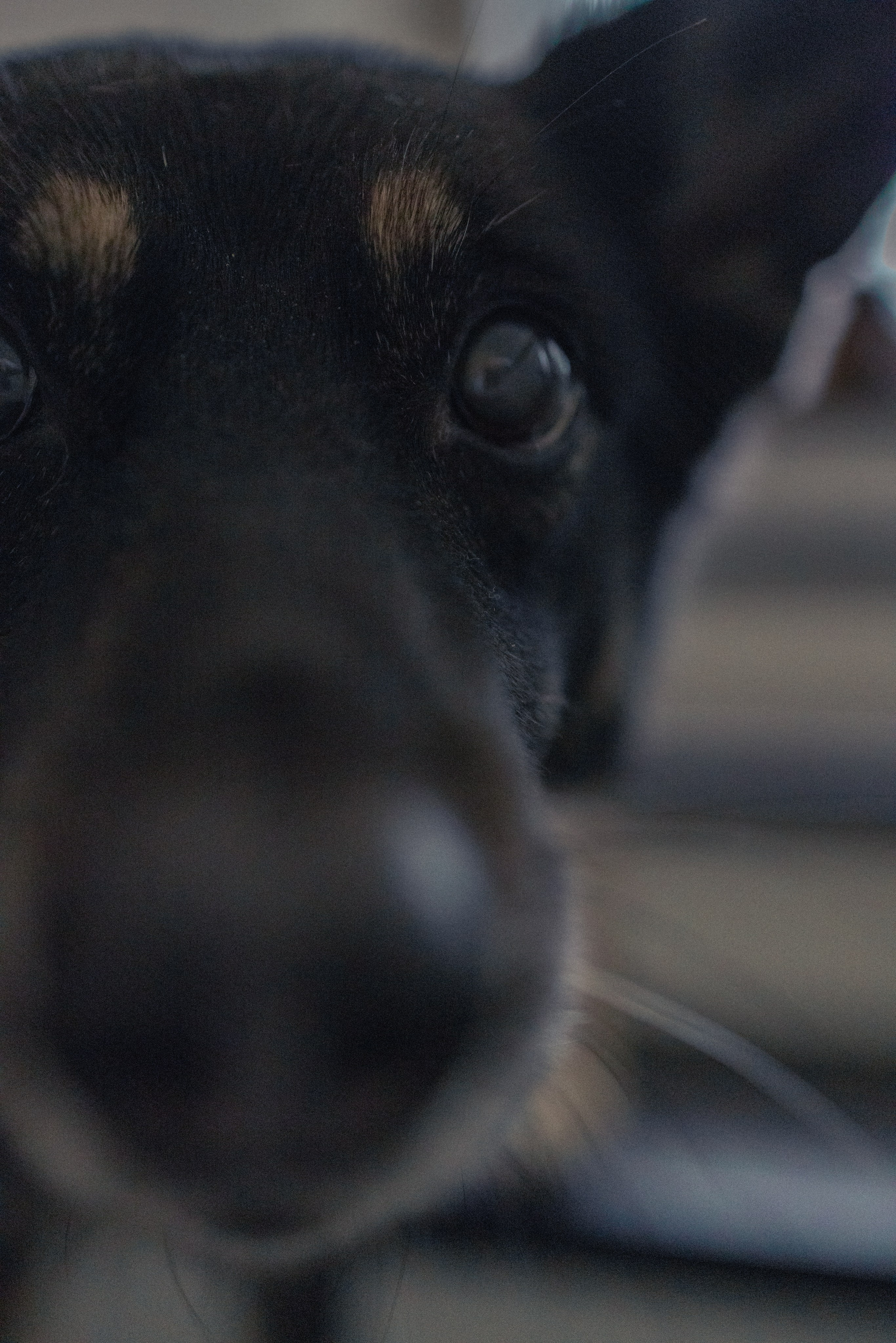Ника, Матиша и Герда. Фотограф-анималист в Москве Лера Черноног