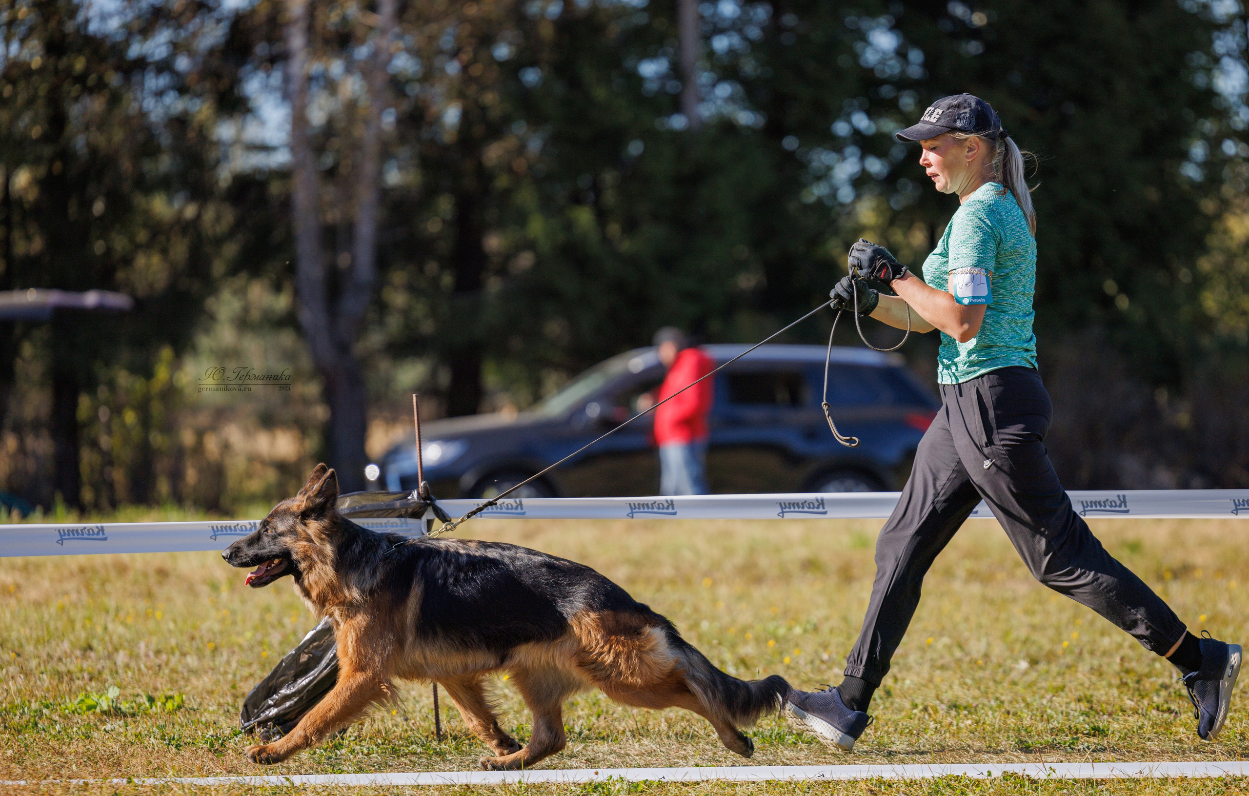 Тверь немецкие овчарки 22.09.2024. Фотограф-анималист Юлия Германика