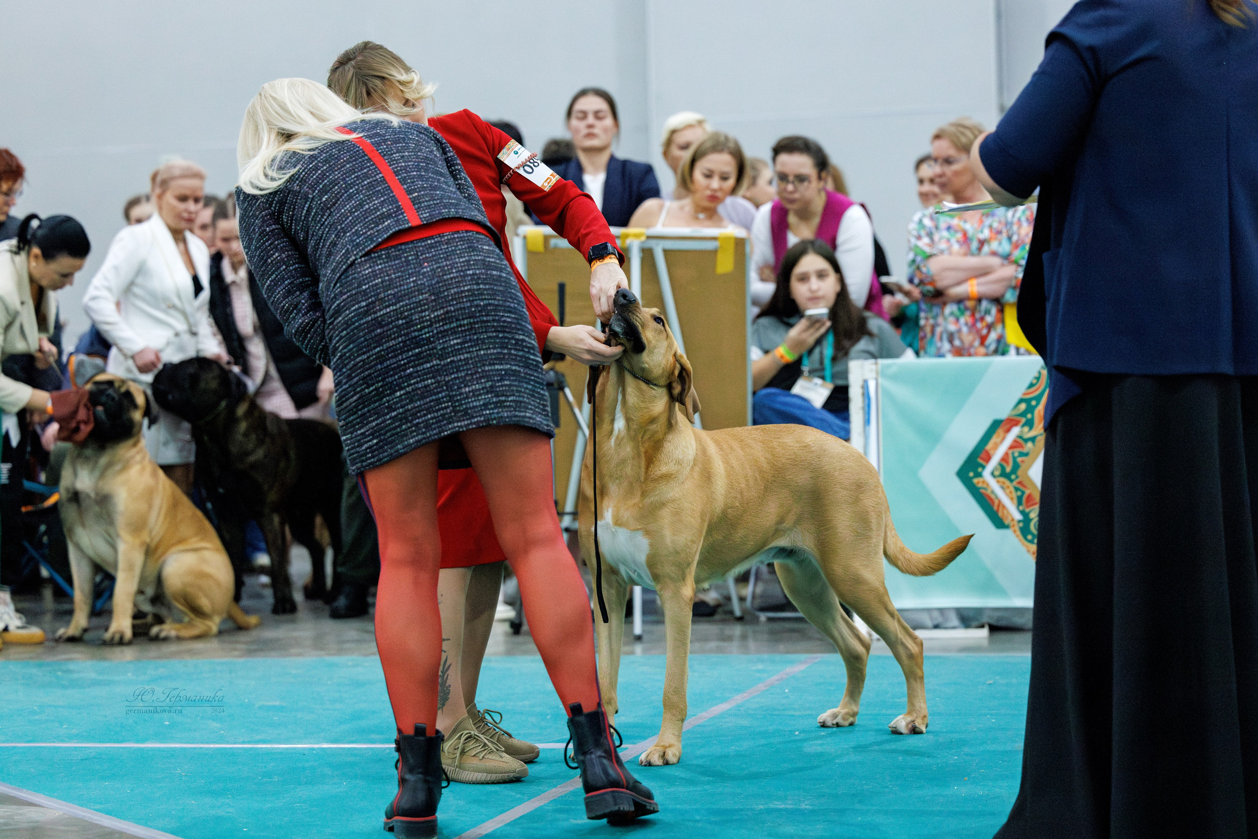 Евразия 16-17.11.2024. Фотограф-анималист Юлия Германика