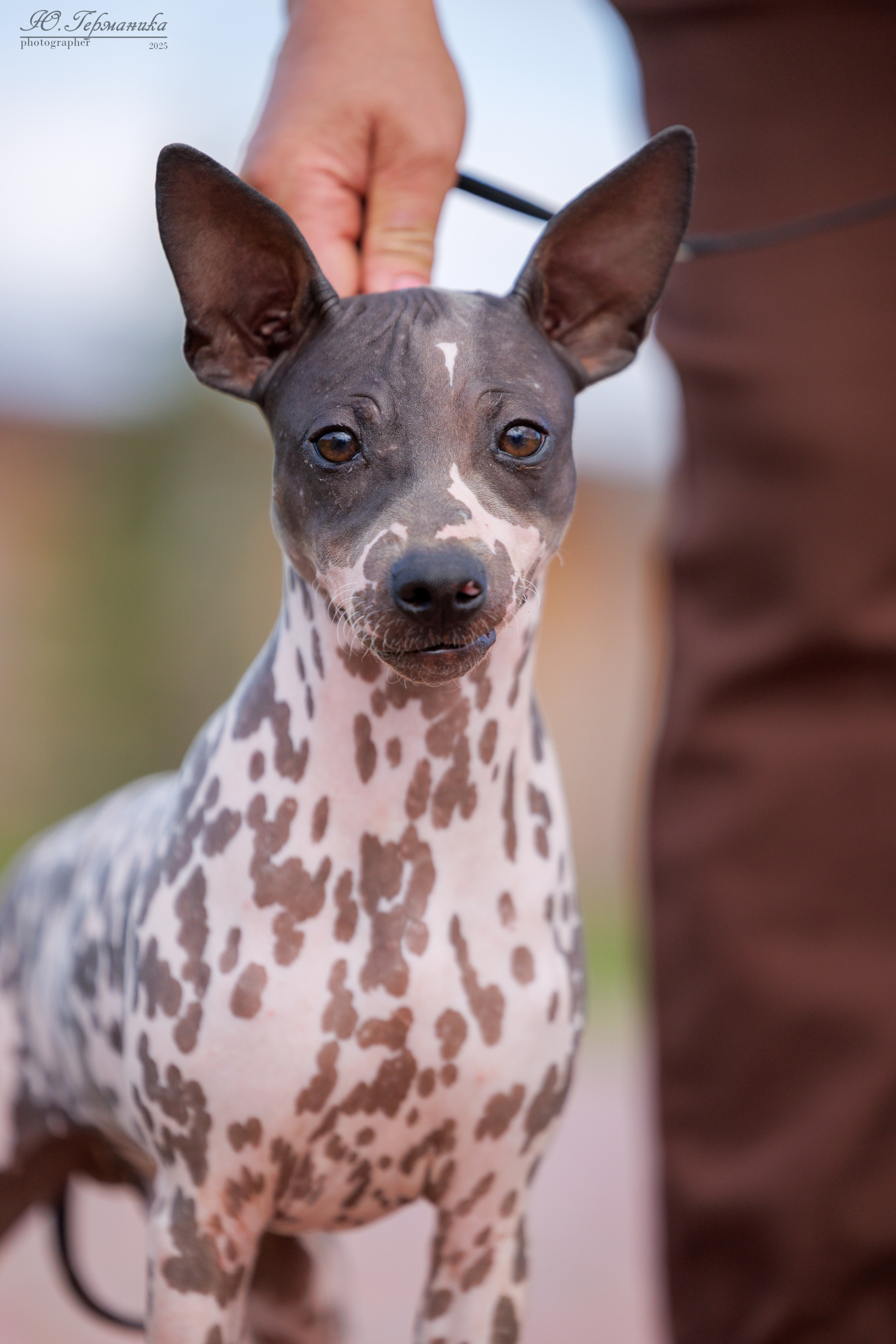 Переславль 5-7.08.2025. Фотограф-анималист Юлия Германика