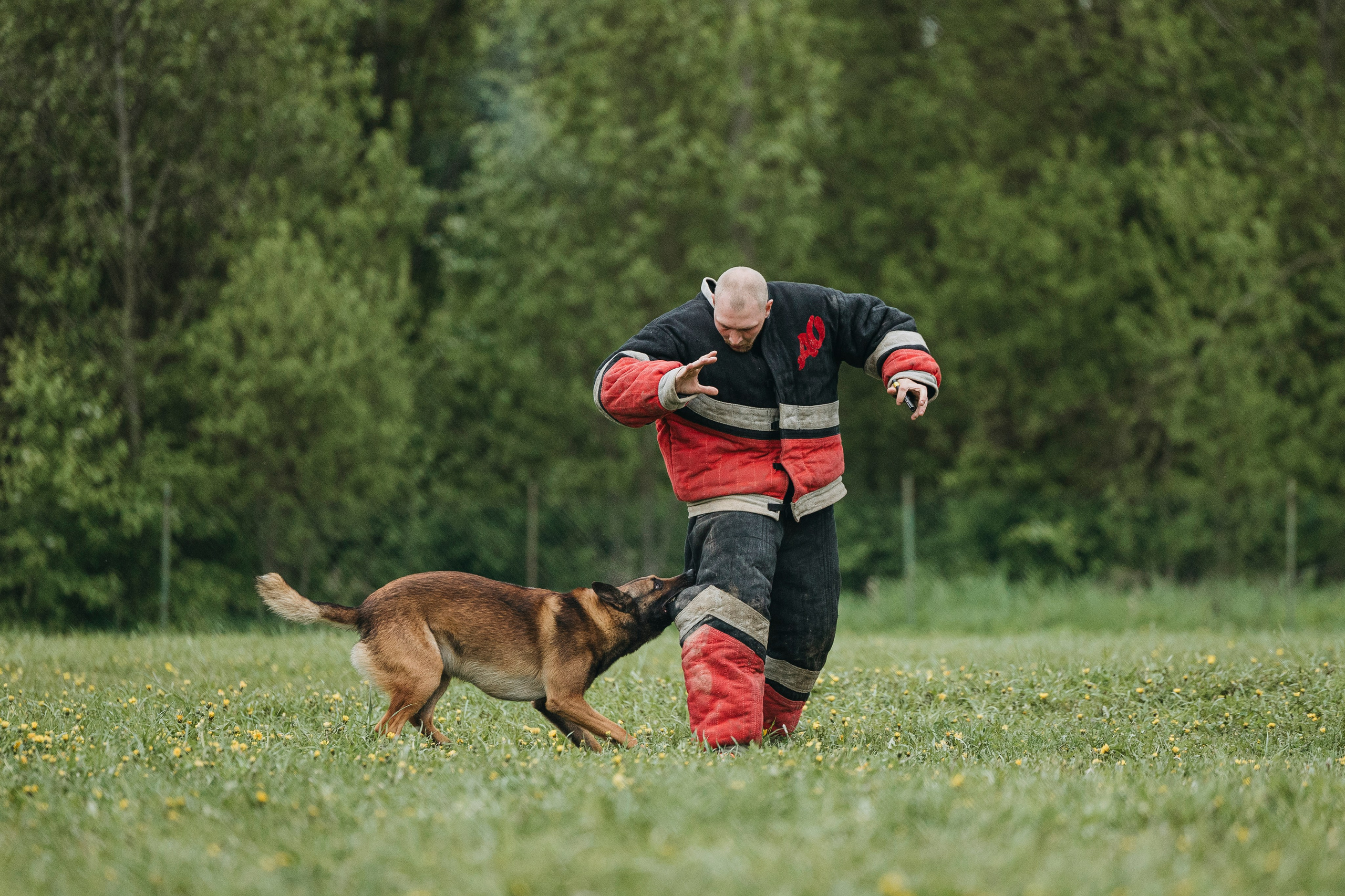 26.05.25 г. Пушкин квалификационные соревнования. Фотограф-анималист Анна Маринич
