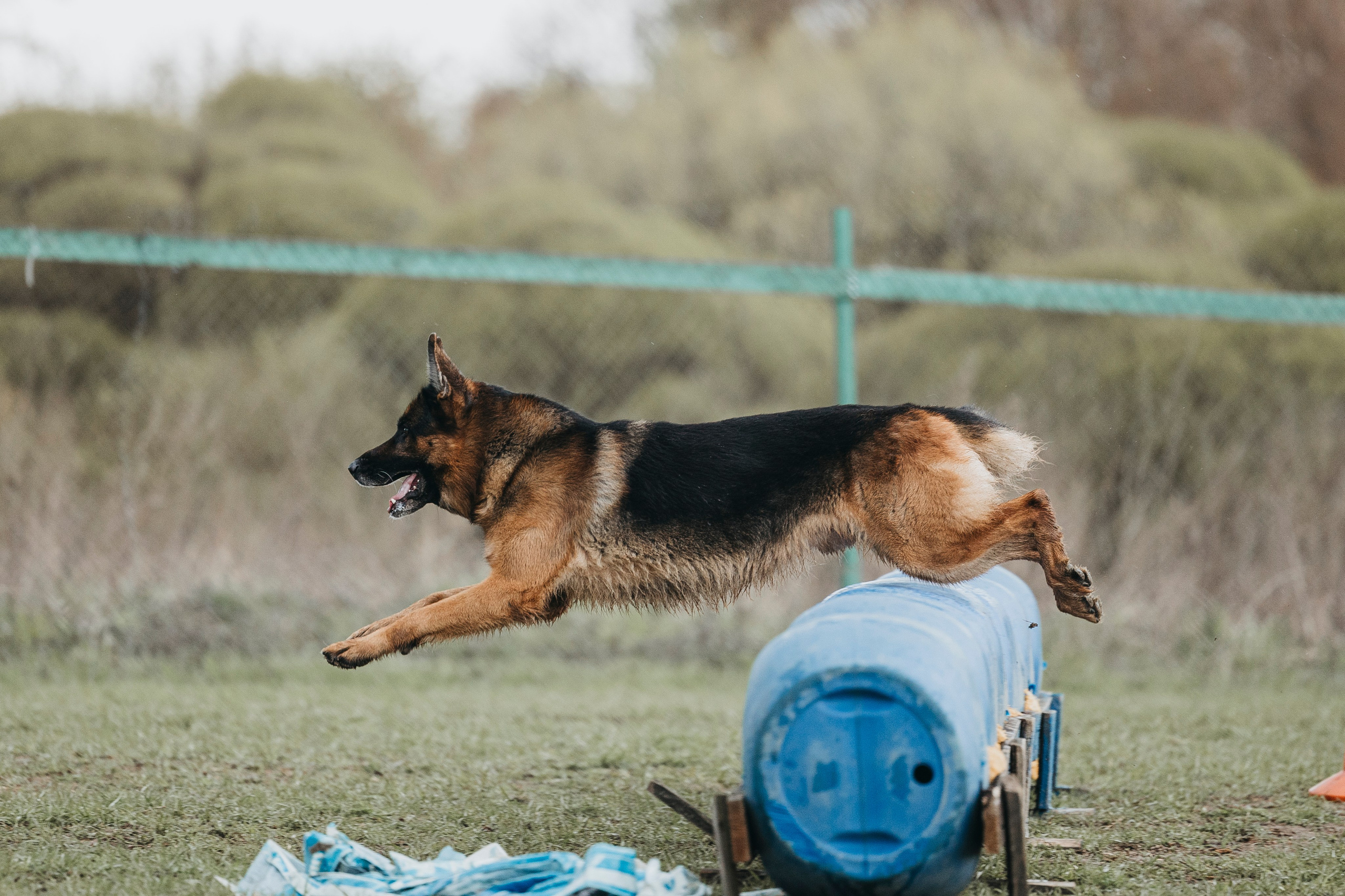 09.05.25 Вологда соревнования. Фотограф-анималист Анна Маринич