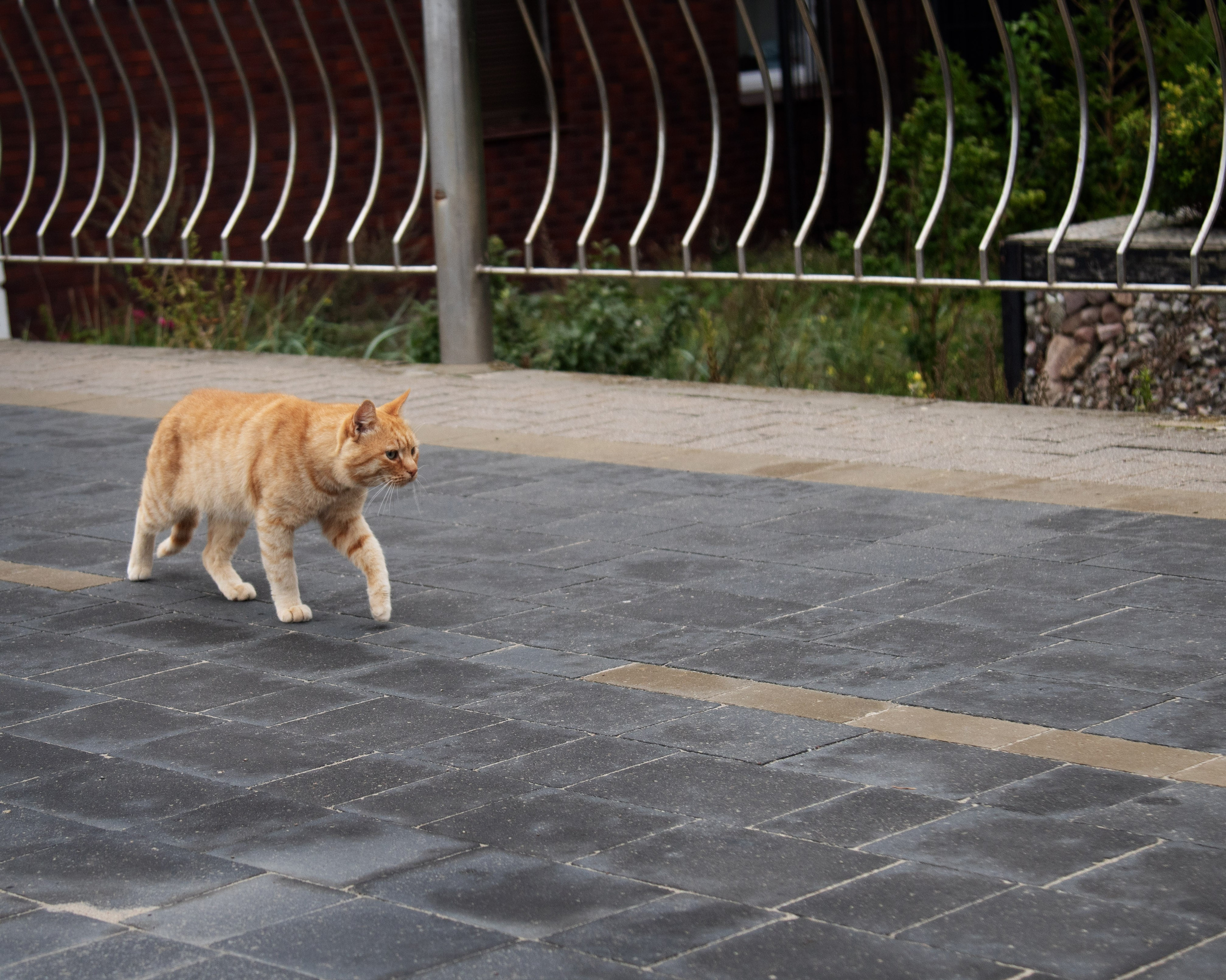 Индивидуальные съёмки в Зеленоградске. Фотограф Зеленоградск Лиана Сопина
