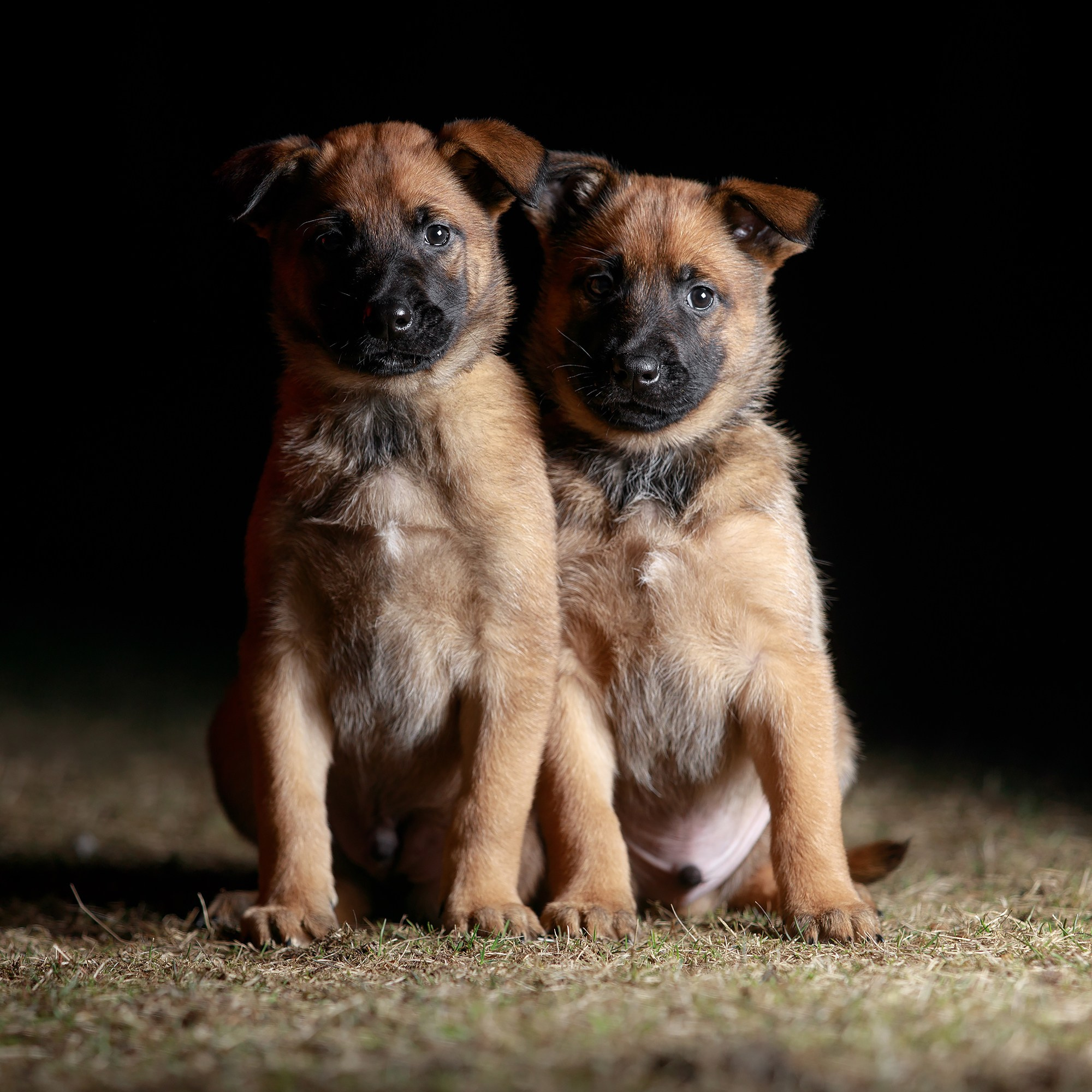 Малинуа в лицах. Фотограф-анималист Mary Mart — Москва, Питер