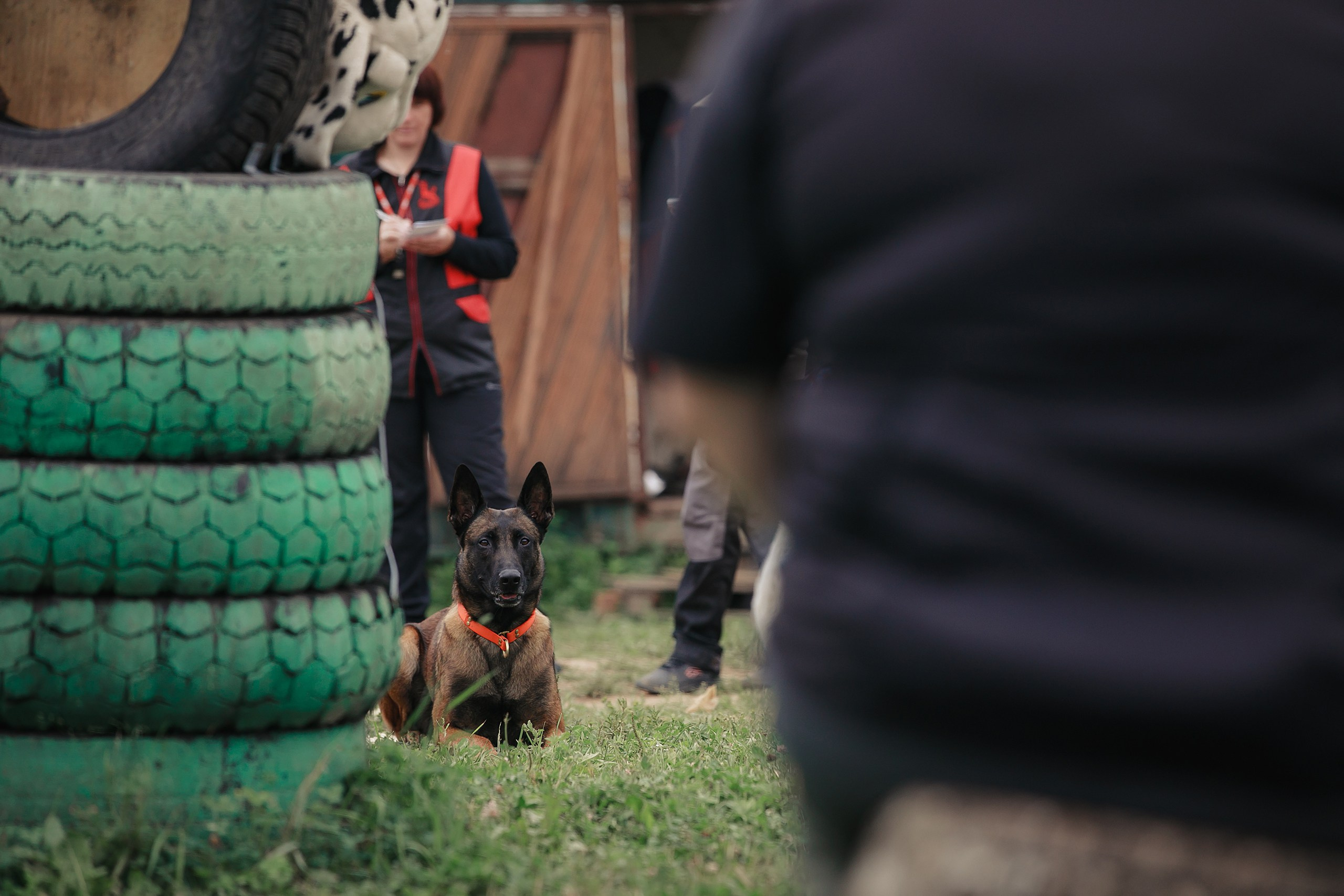 Мондьоринг М1, М2, М3, Вологда. Фотограф-анималист Mary Mart — Москва, Питер