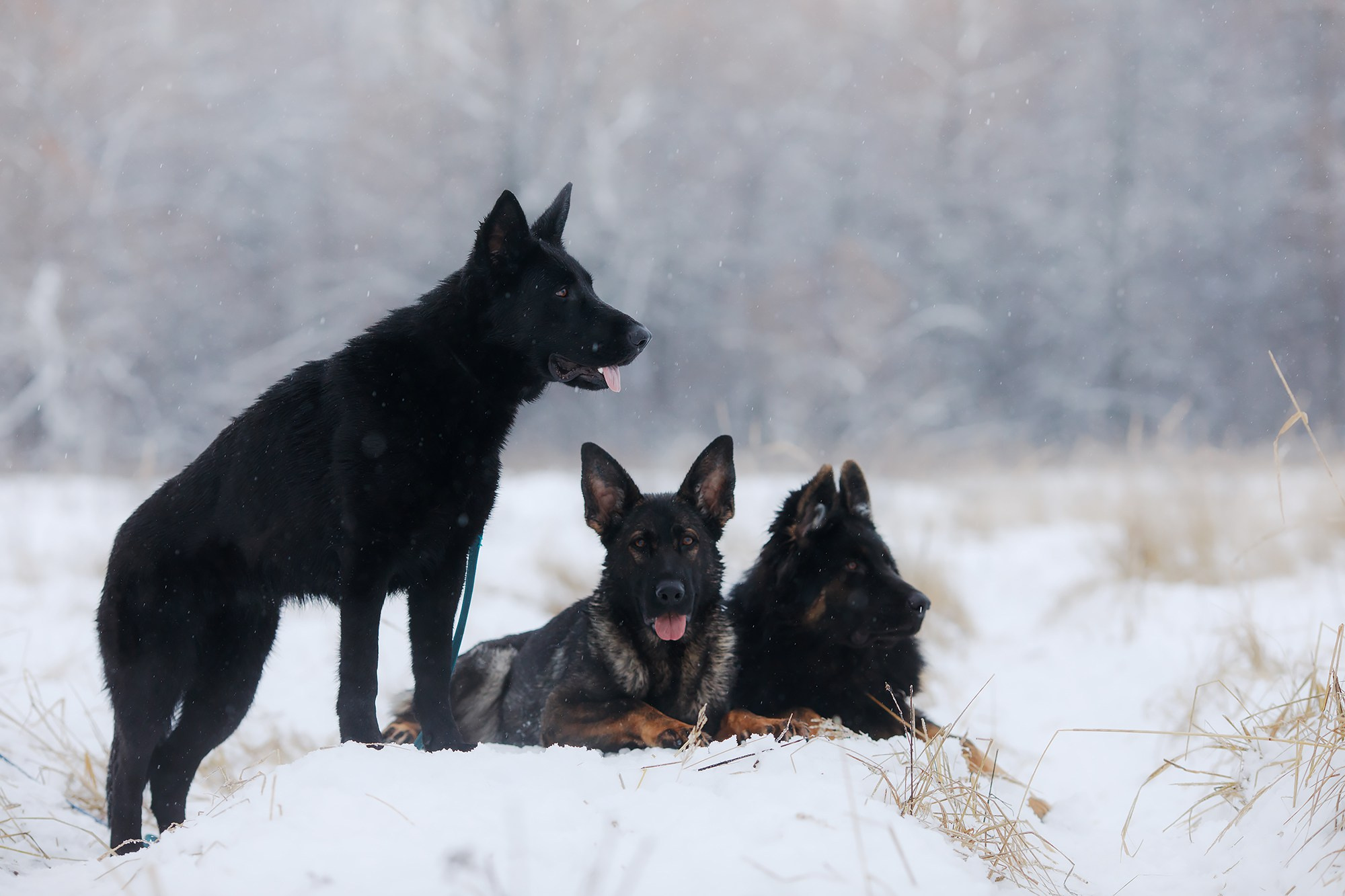 Зимние портреты. Фотограф-анималист Mary Mart — Москва, Питер