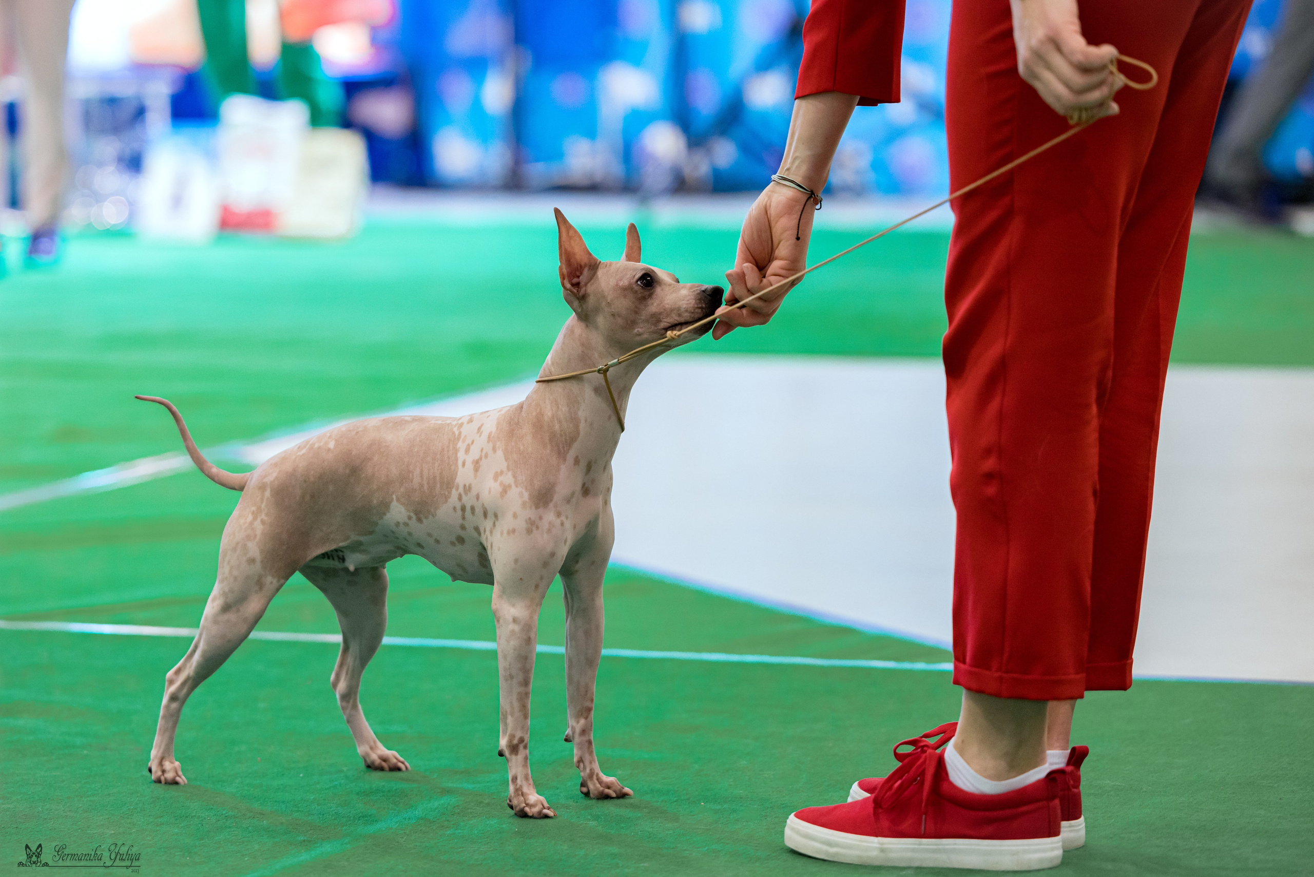 Минск 25-26.11.2023. Фотограф-анималист Юлия Германика