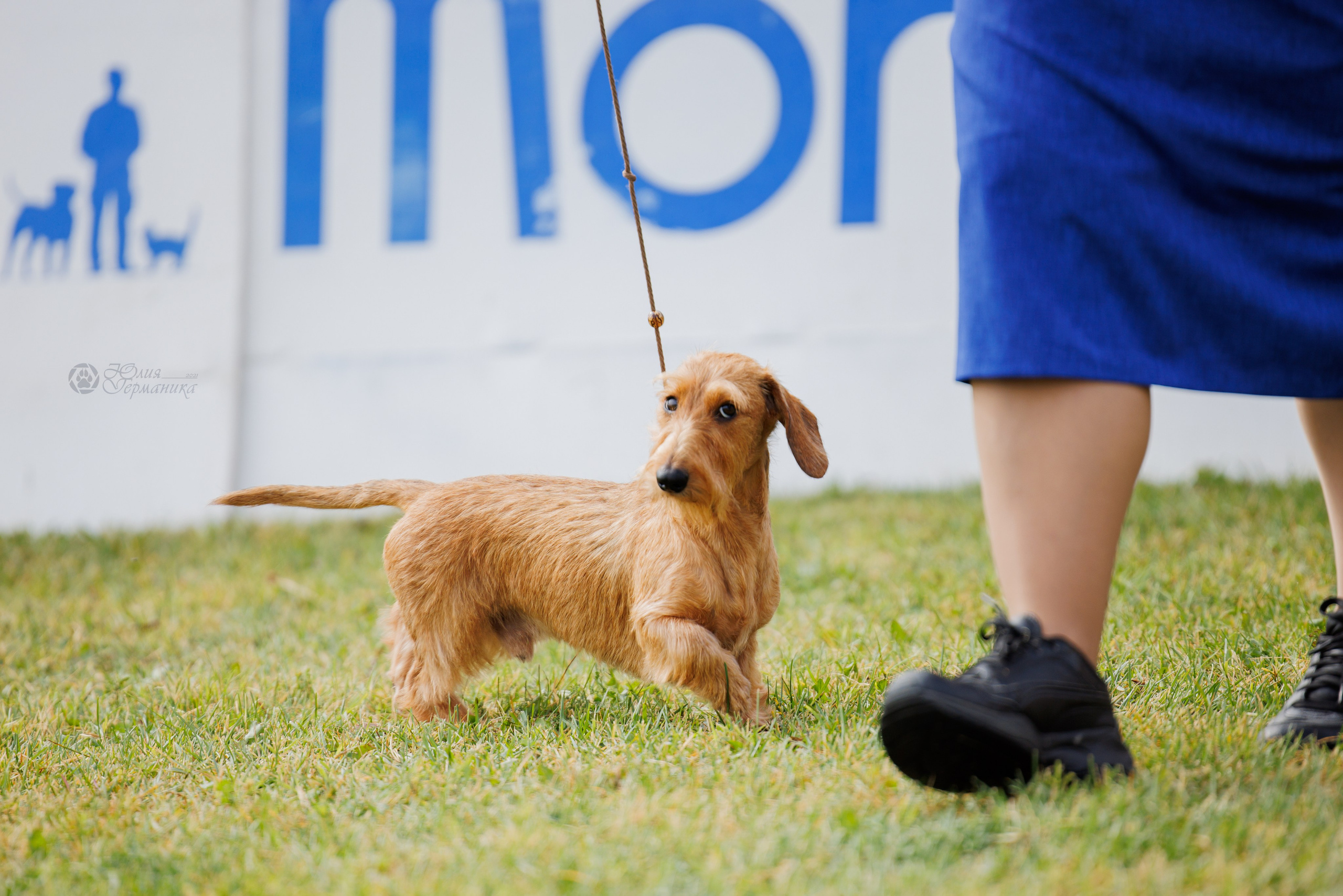 Армения,Ереван 3хCACIB 15-17.10.2024. Фотограф-анималист Юлия Германика
