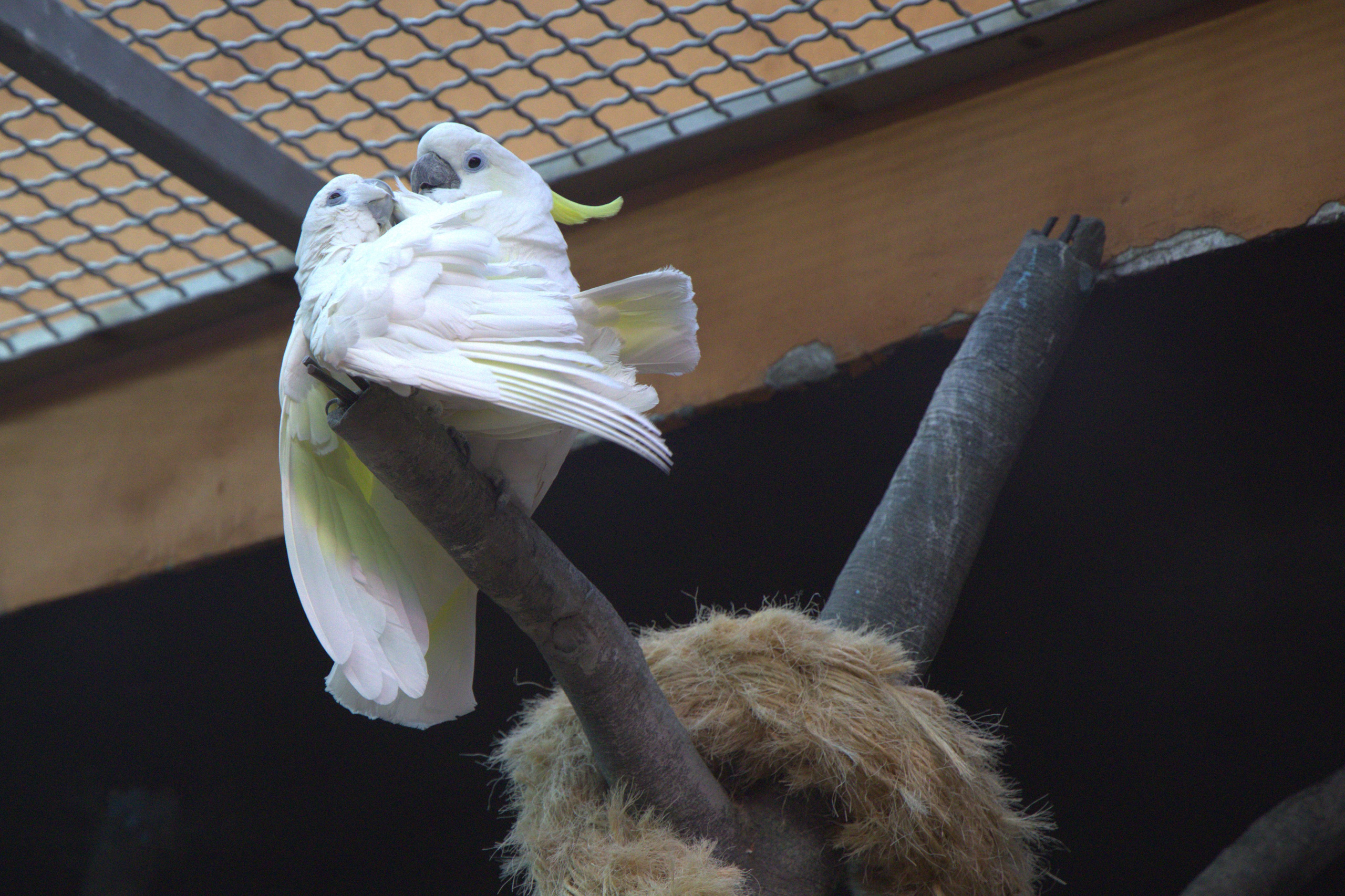 ЗООПАРК. ФОТОГРАФ В МОСКВЕ СТАНИСЛАВ КОБЗЕВ