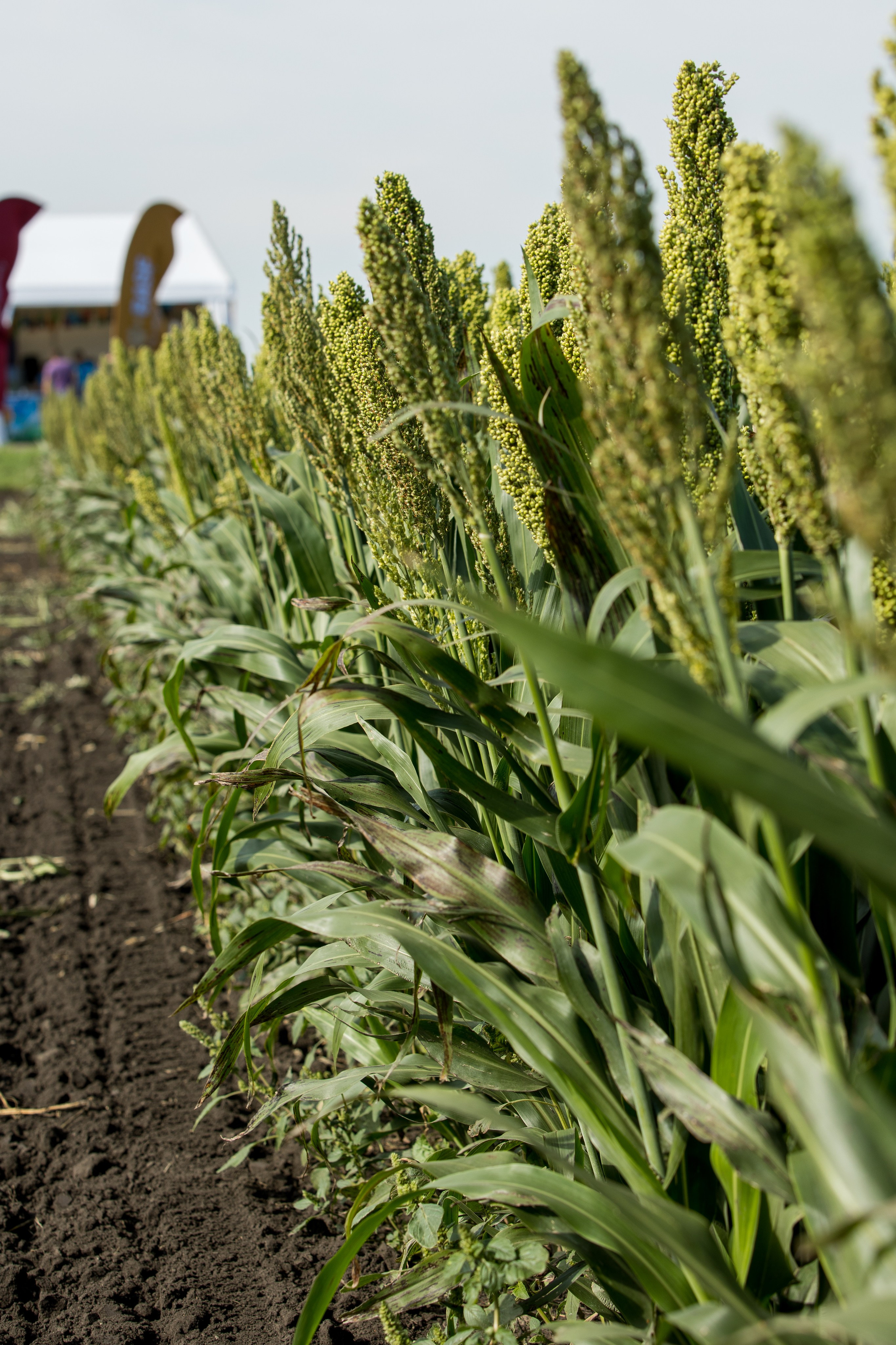 Решения для сельского хозяйства BASF 16.08.2022. Владислав Волков | Фотография и видеосъемка в Воронеже