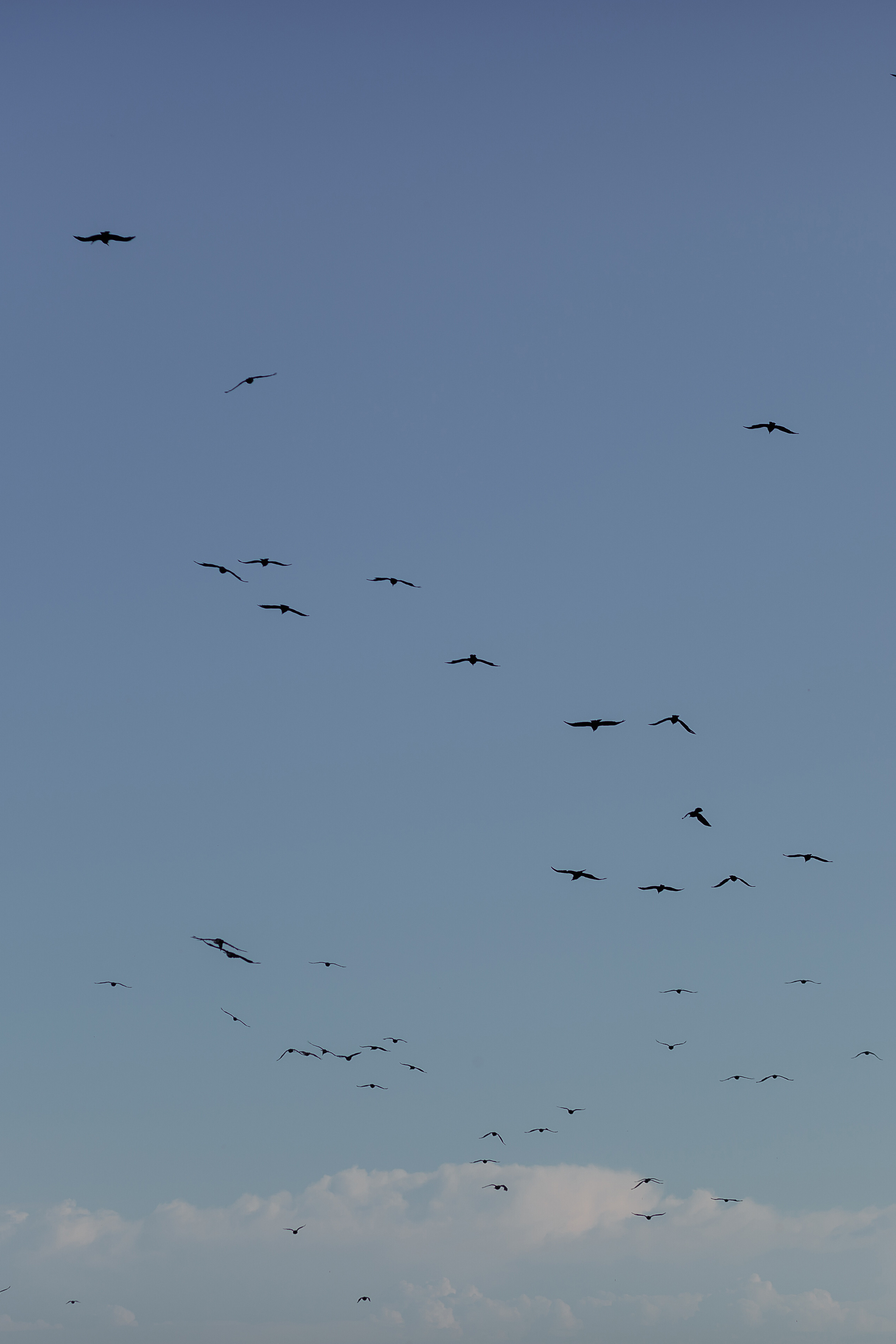 птицы летят в голубом синем небе с облаками