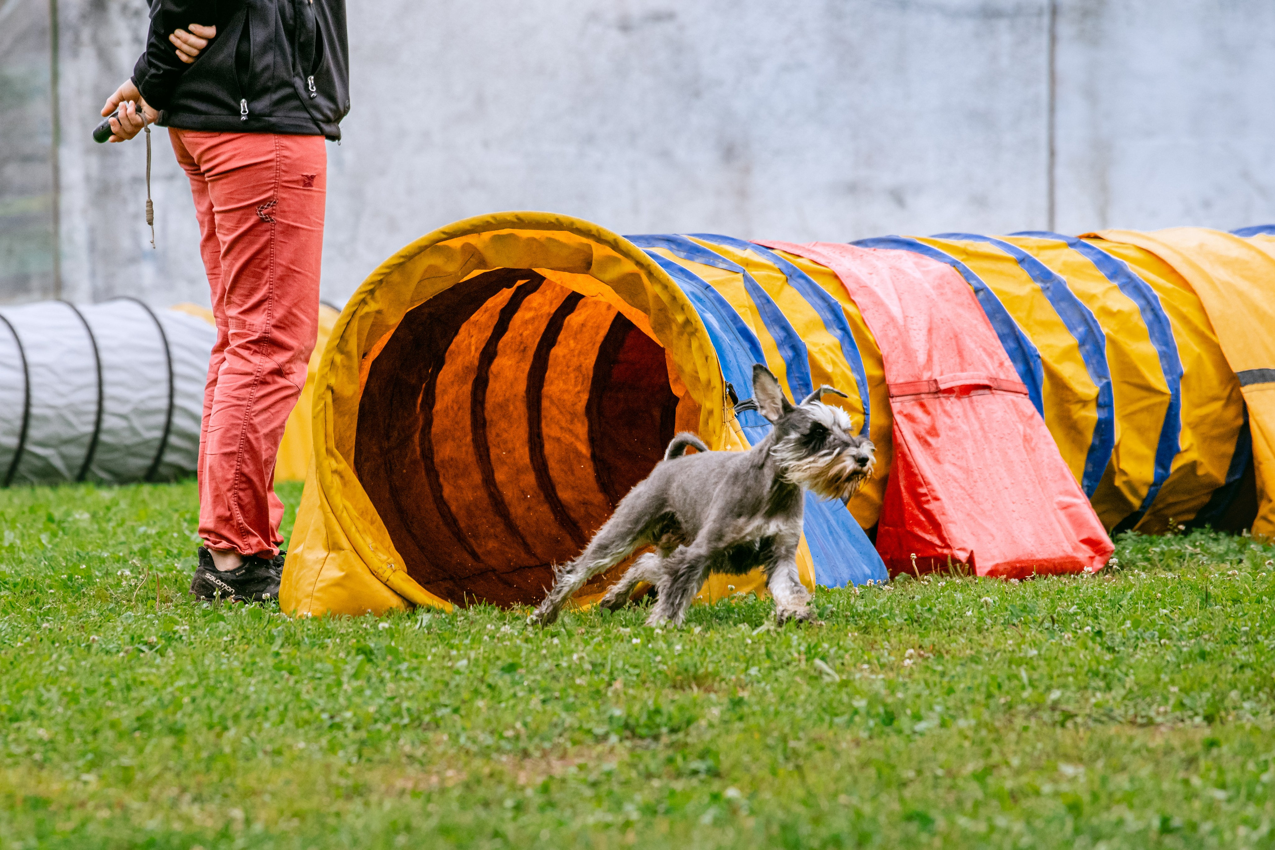 Соревнования по аджилити Долгопрудный 30.06.2025. Фотограф-анималист Татьяна Степанова