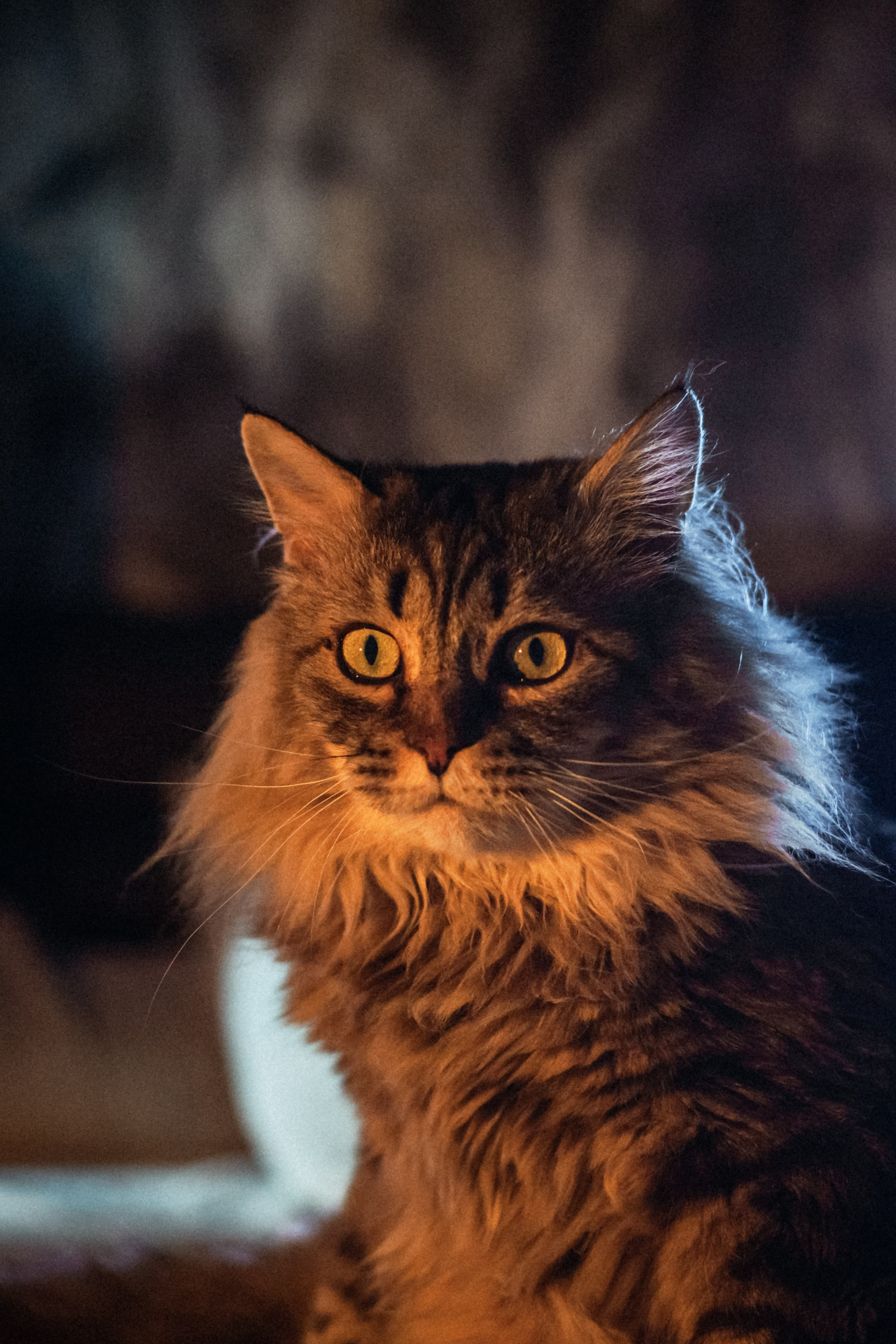 Домашняя фотосессия кота. Фотограф-анималист Татьяна Степанова