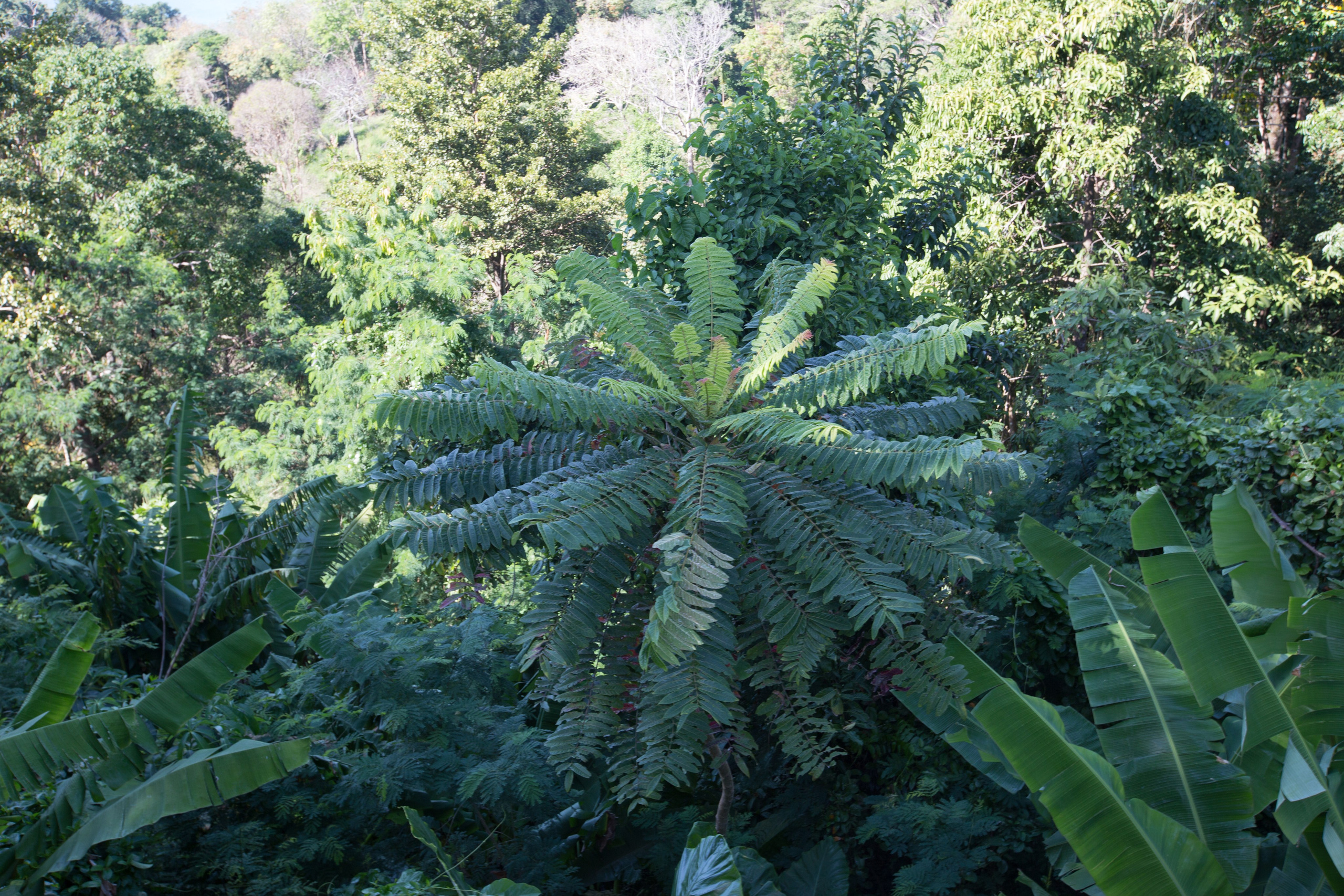 Фото Тайланда. Студия Максима Белослюдцева