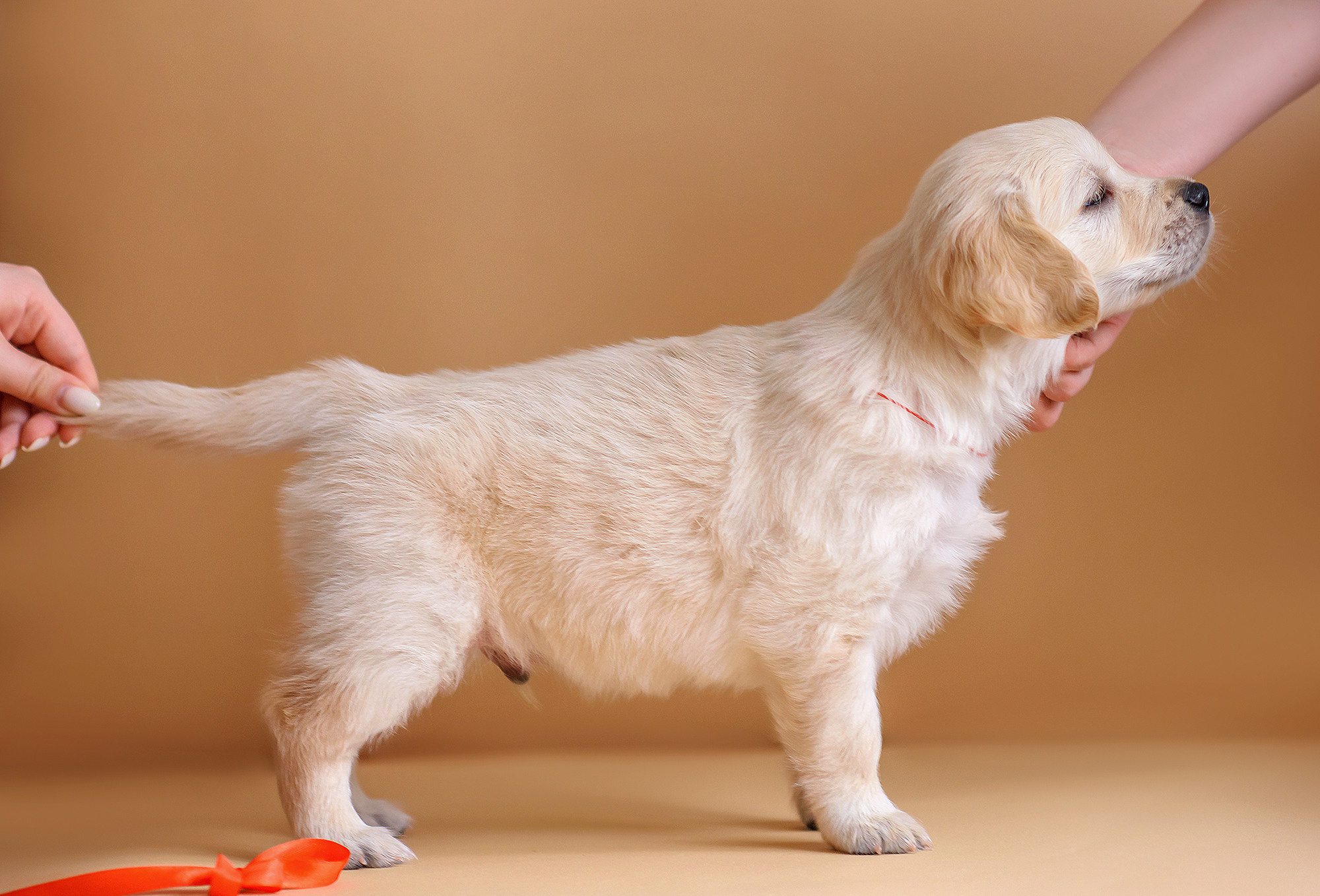 Животные. Семейный фотограф в Минске Виктория Дубровская