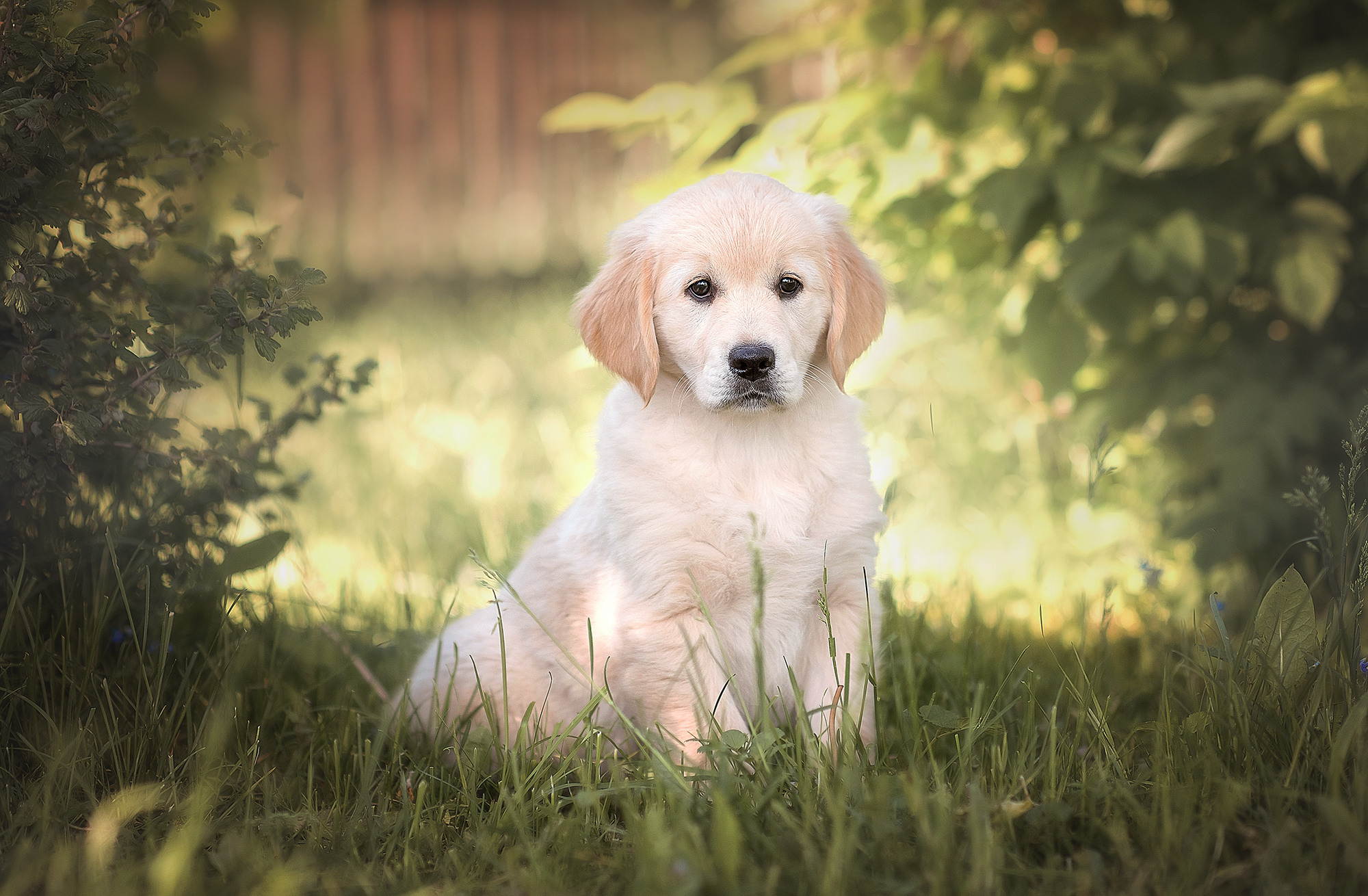 Животные. Семейный фотограф в Минске Виктория Дубровская