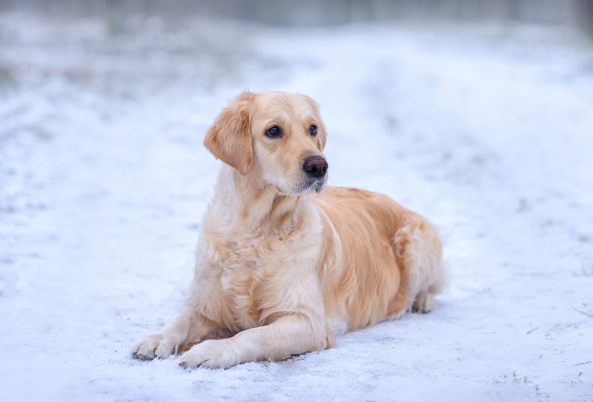 Животные. Семейный фотограф в Минске Виктория Дубровская