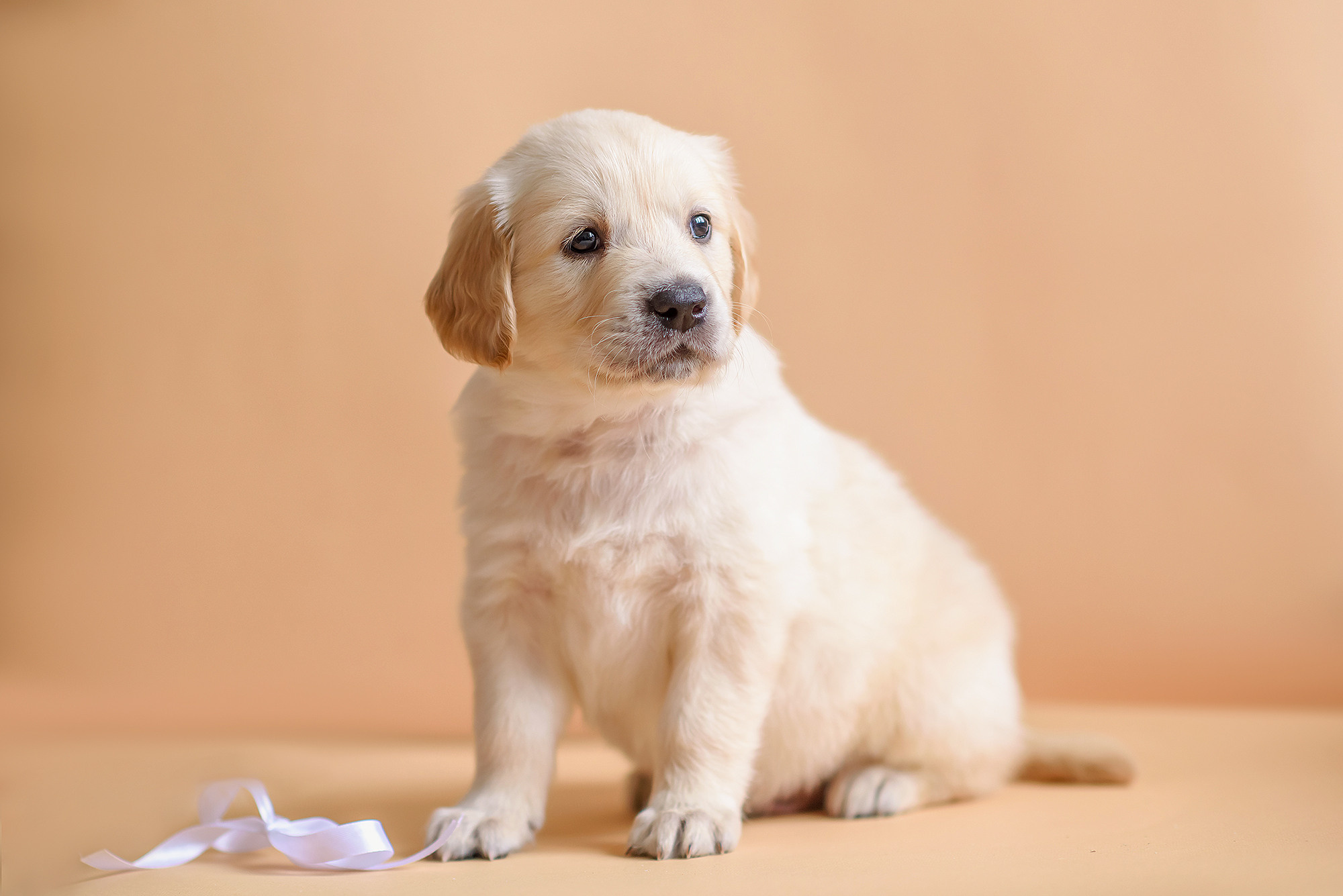 Животные. Семейный фотограф в Минске Виктория Дубровская