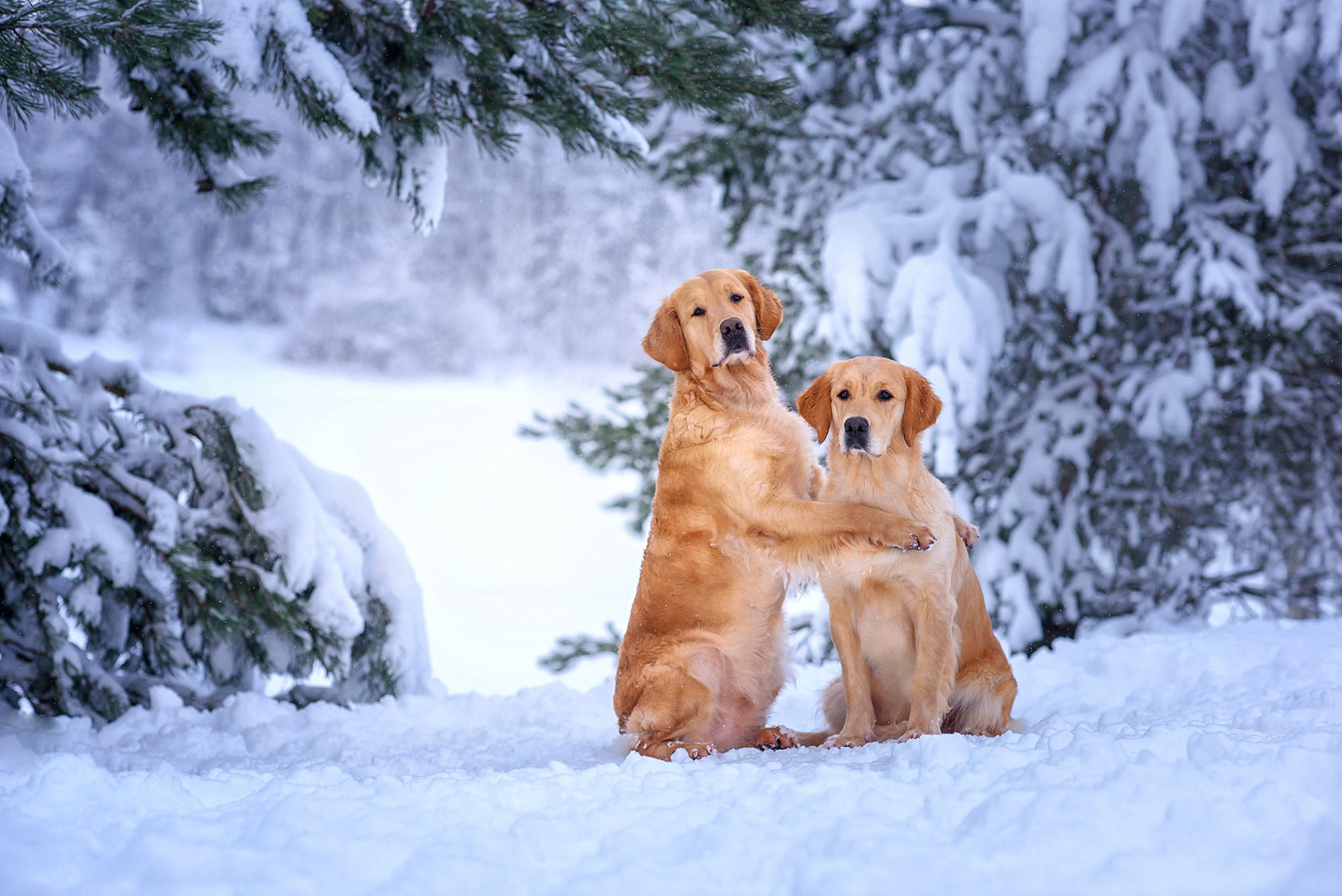 Животные. Семейный фотограф в Минске Виктория Дубровская