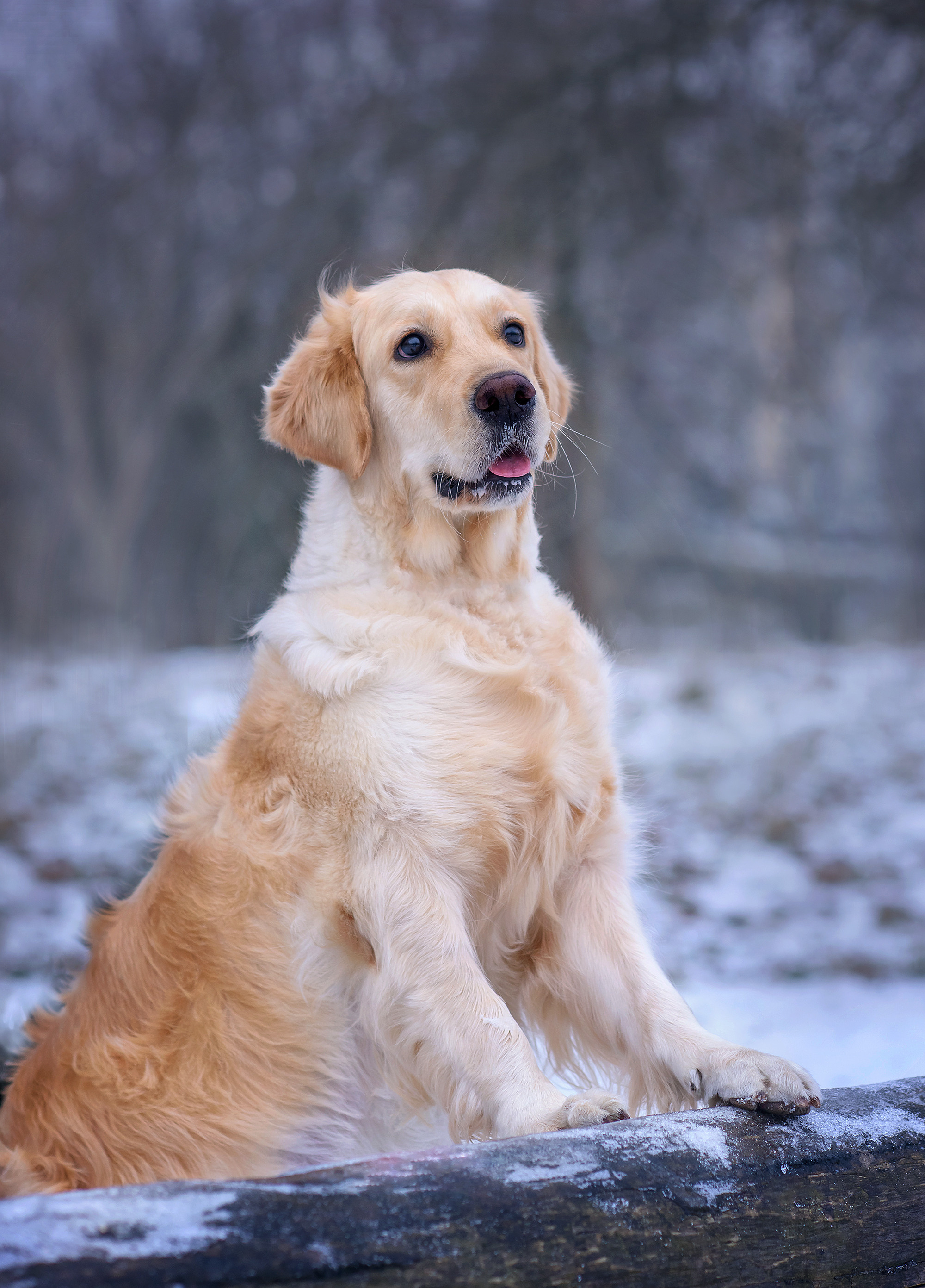 Животные. Семейный фотограф в Минске Виктория Дубровская