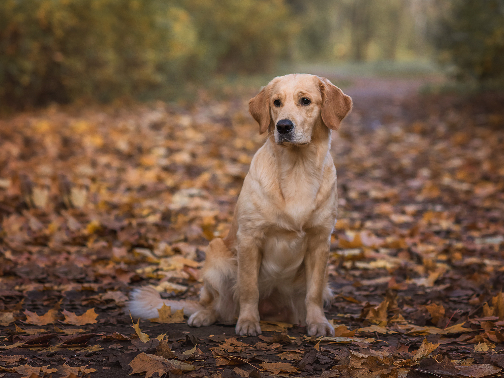Животные. Семейный фотограф в Минске Виктория Дубровская