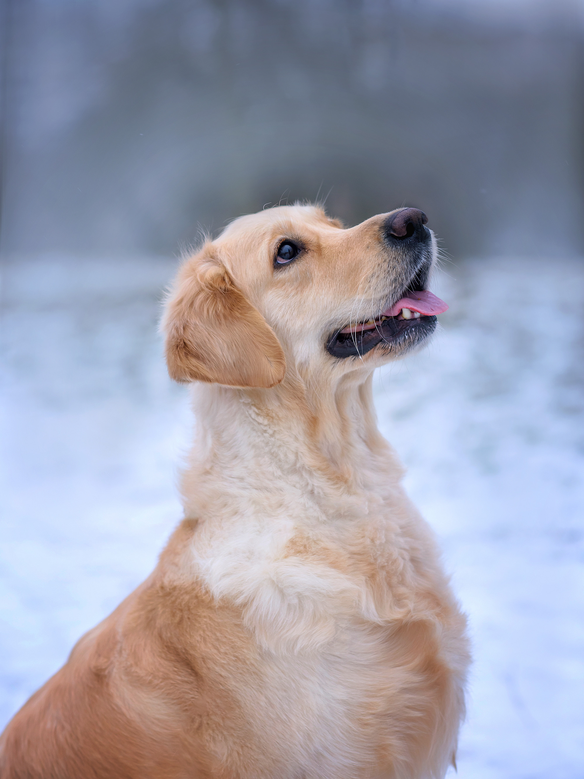 Животные. Семейный фотограф в Минске Виктория Дубровская