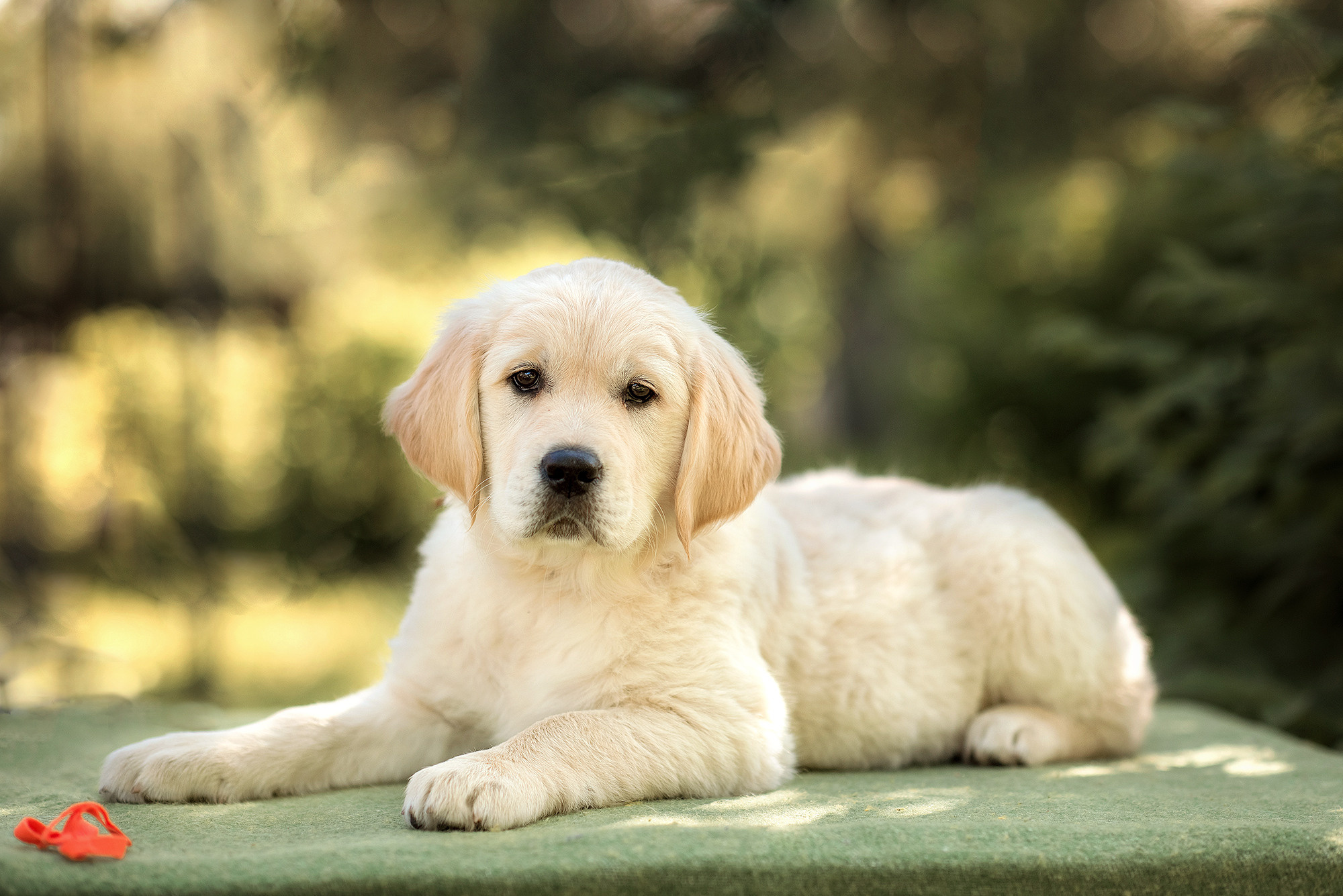 Животные. Семейный фотограф в Минске Виктория Дубровская