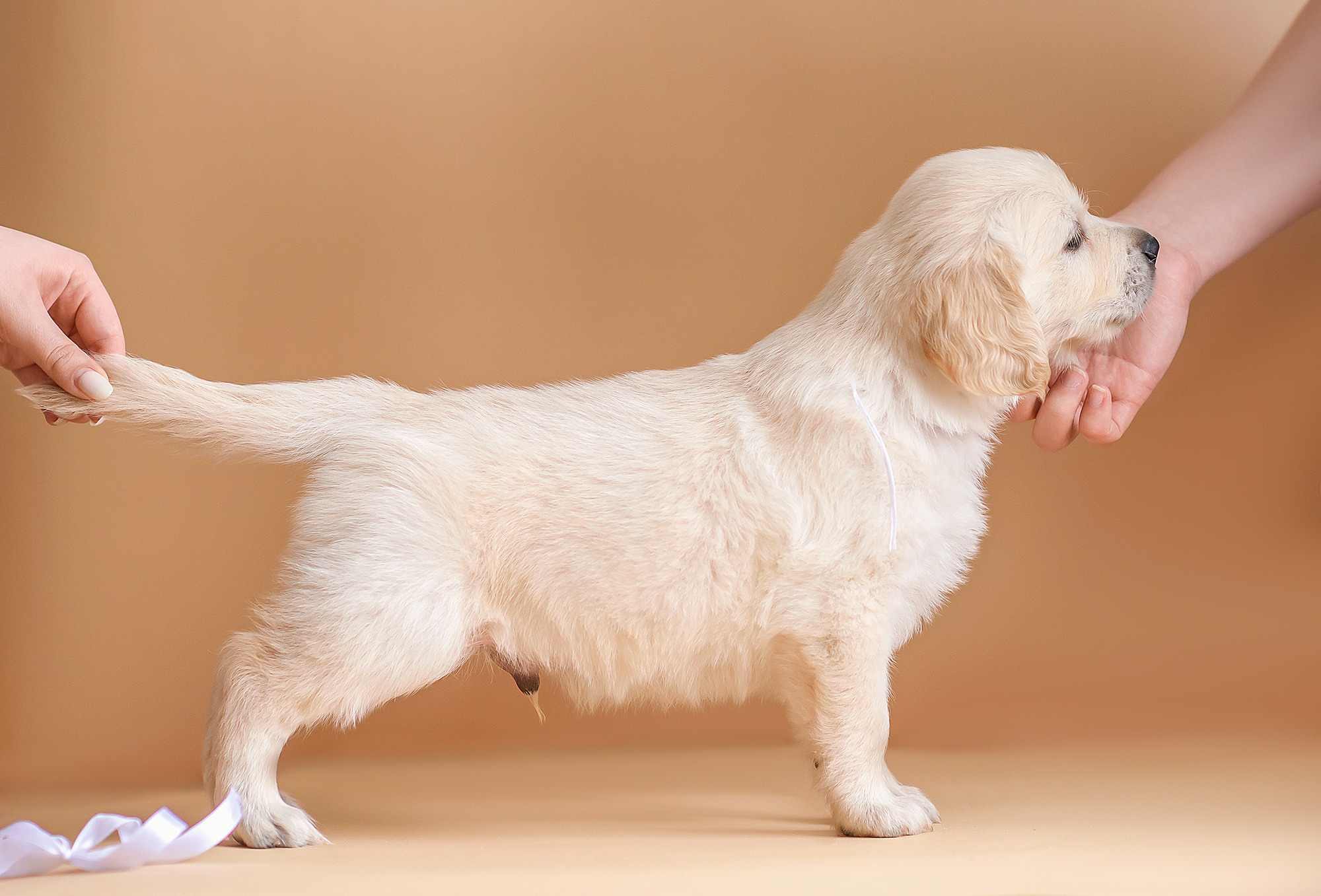Животные. Семейный фотограф в Минске Виктория Дубровская