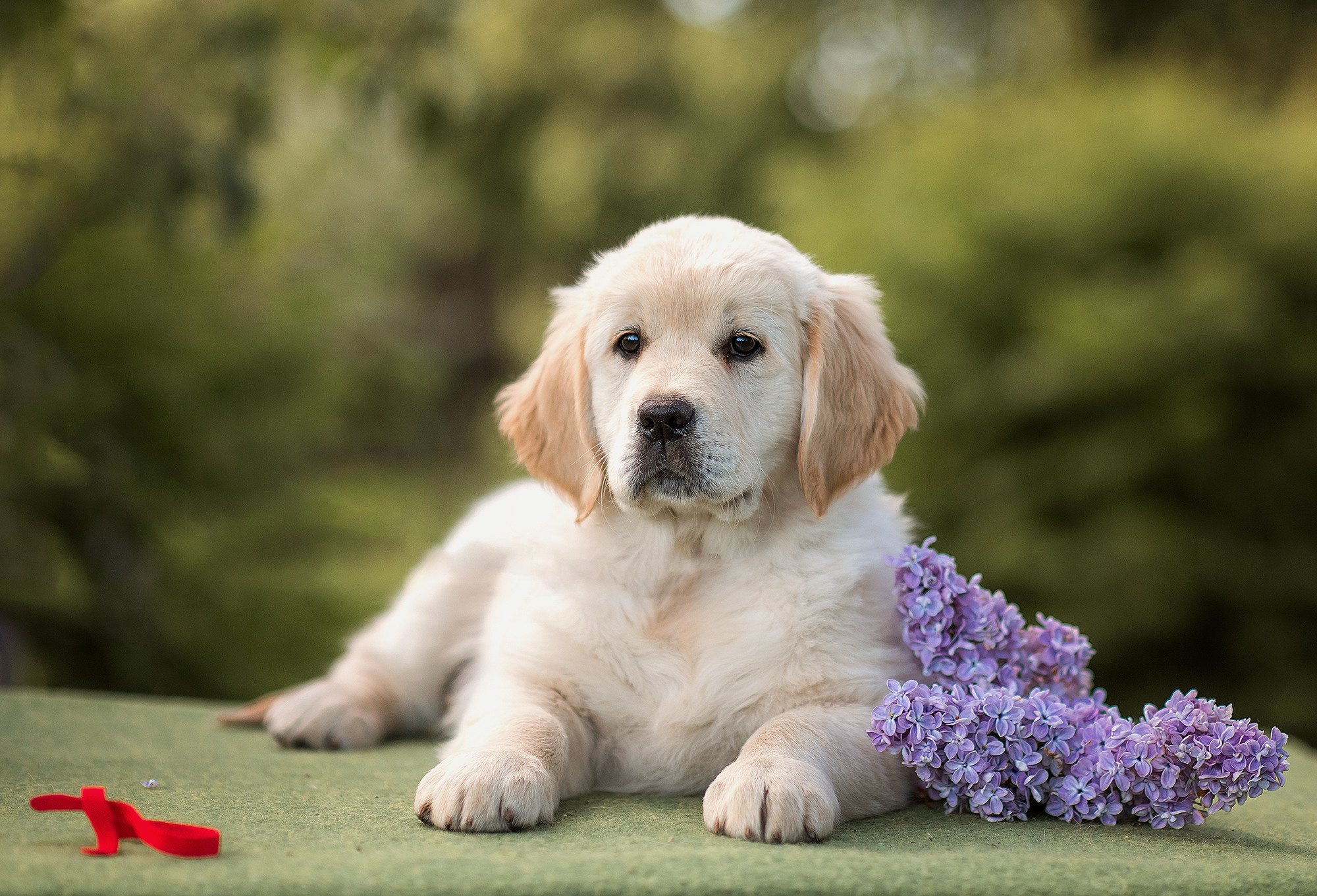 Животные. Семейный фотограф в Минске Виктория Дубровская