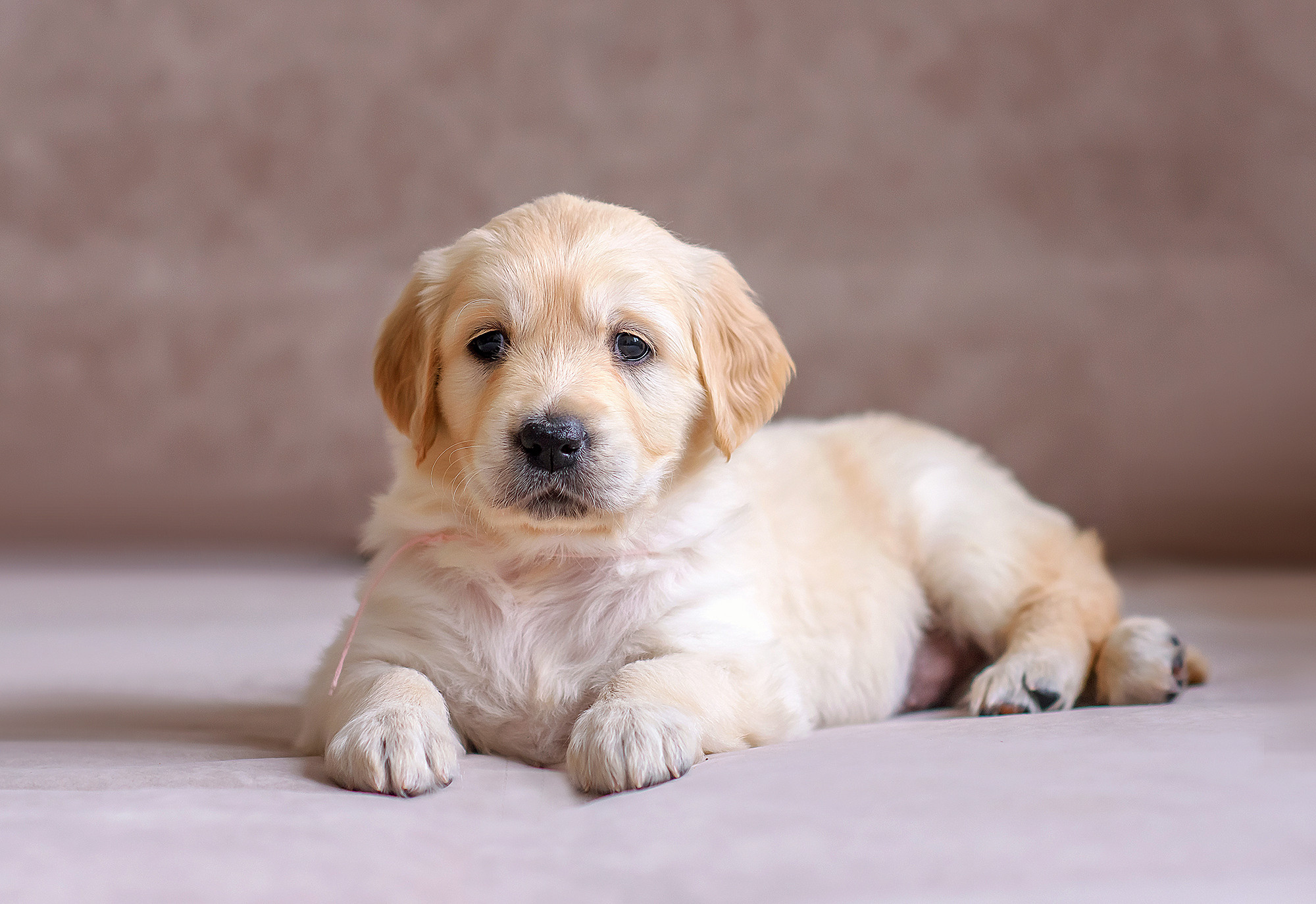 Животные. Семейный фотограф в Минске Виктория Дубровская
