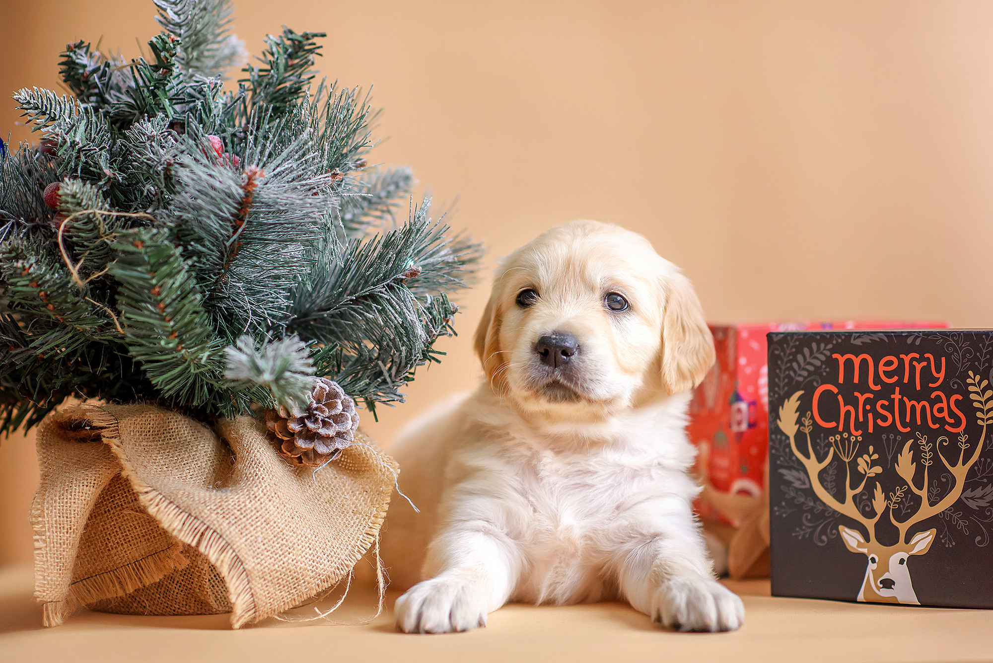 Животные. Семейный фотограф в Минске Виктория Дубровская