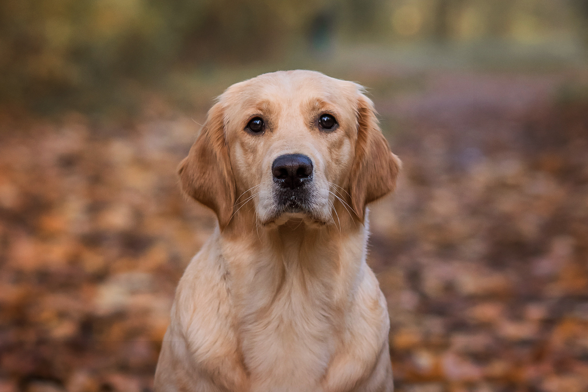 Животные. Семейный фотограф в Минске Виктория Дубровская